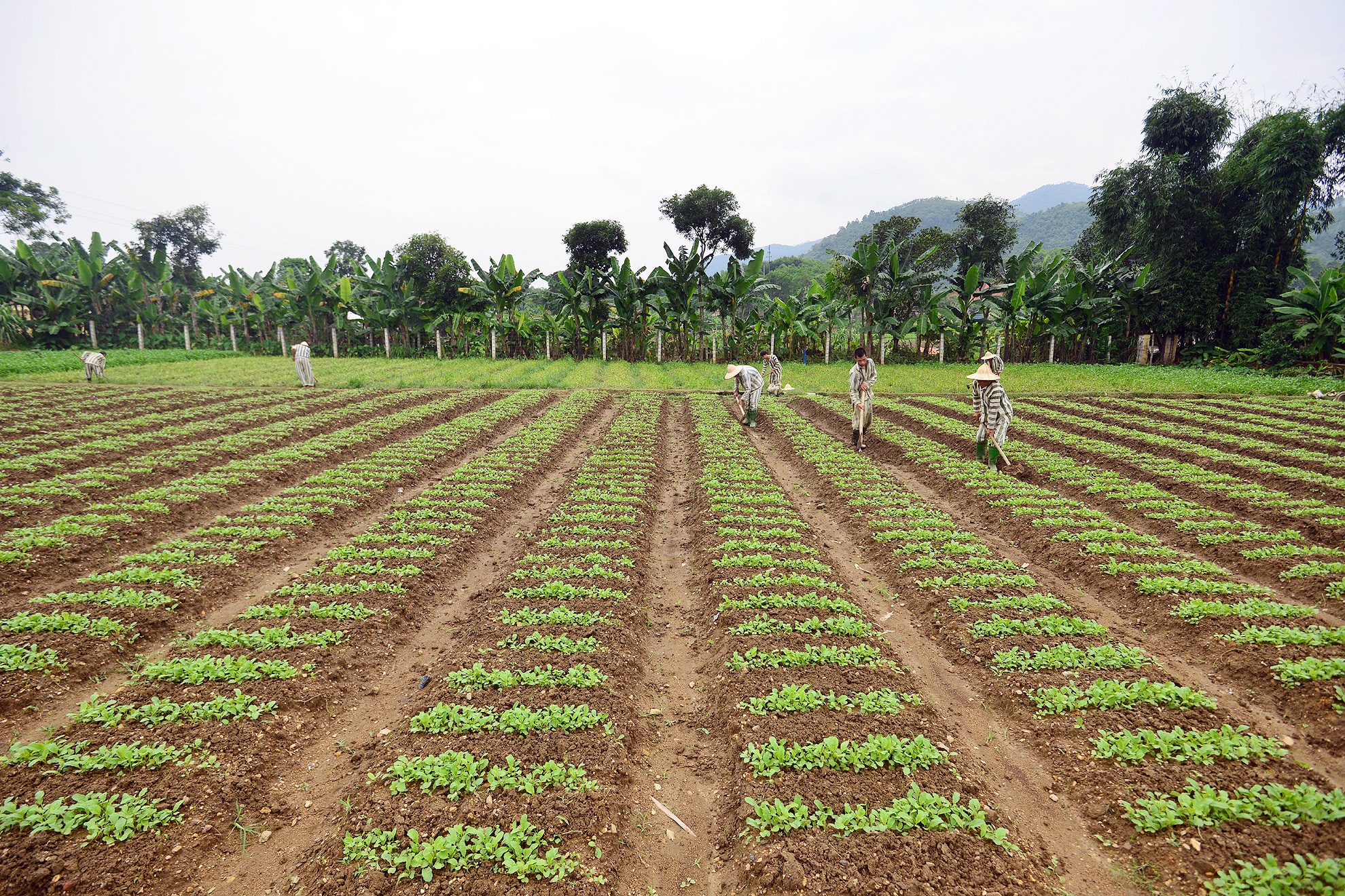 Đội 1 (Đội sản xuất rau, thuộc Phân trại số 1, trại giam Hồng Ca) hiện quản lý 35 trại viên. Họ là người có mức án cao, tính chất phức tạp. 