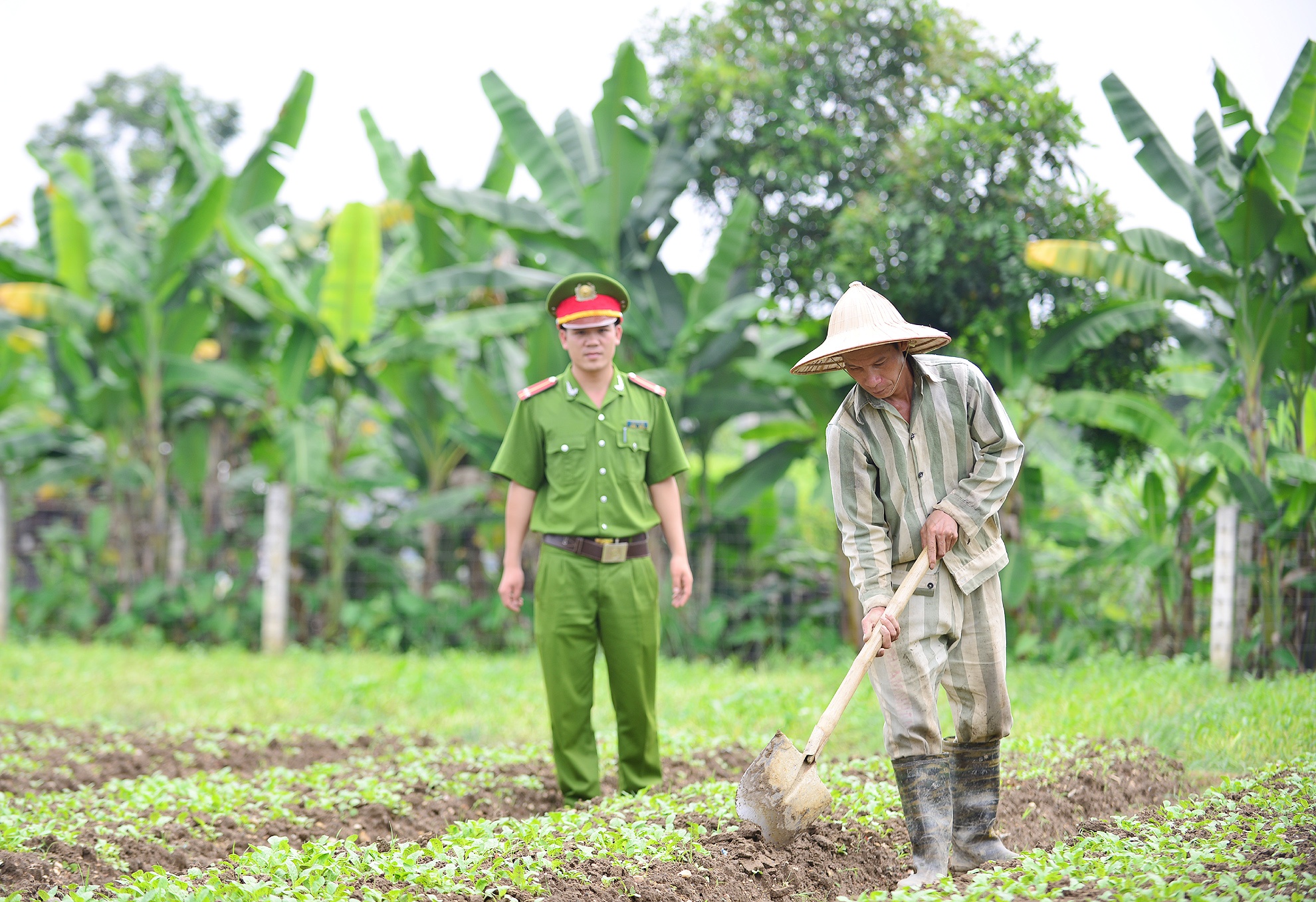Trung úy Phạm Văn Long - cán bộ quản giáo Đội 1 cho hay, 6h30 hàng ngày, anh tới các buồng giam nhận phạm nhân, rồi đưa họ ra lao động, học nghề trồng rau. Với tính chất đặc thù của Đội 1, phạm nhân lao động tại đây phải làm trong khu vực có rào vây, cảnh sát bảo vệ giám sát.