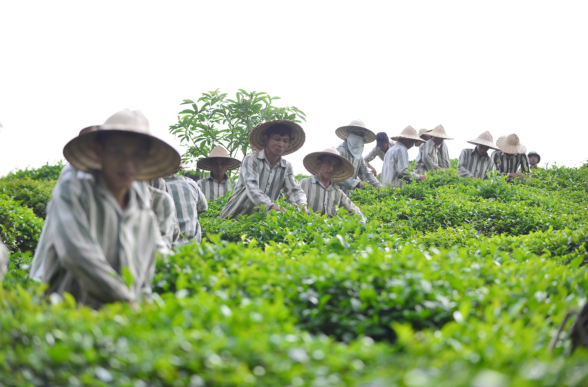 Cách Đội sản xuất rau vài quả đồi, Đội 2 (Đội làm chè) hiện có 29 phạm nhân lao động, cải tạo. Theo đại úy Lương Mạnh Hùng - cán bộ quản giáo, đợt xét đặc xá này, Đội làm chè có 4 phạm nhân được đề nghị.