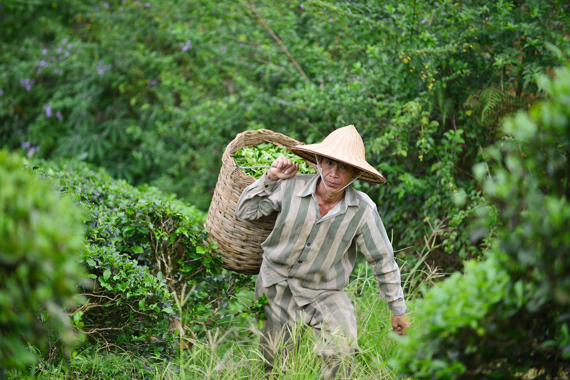 Đặng Văn Phúc (44 tuổi, quê Lào Cai) là một trong số 4 phạm nhân đó. Anh Phúc thụ án 11 năm tù can tội Mua bán phụ nữ. Thi hành án 6 năm tại trại Hồng Ca, trại viên này chia sẻ vì điều kiện gia đình khó khăn, vợ và 2 con anh không thường xuyên lên thăm nom được. “Một vài ngày tới tôi sẽ xin phép giám thị báo tin vui này cho gia đình” – phạm nhân có nước da ngăm đen nói.
