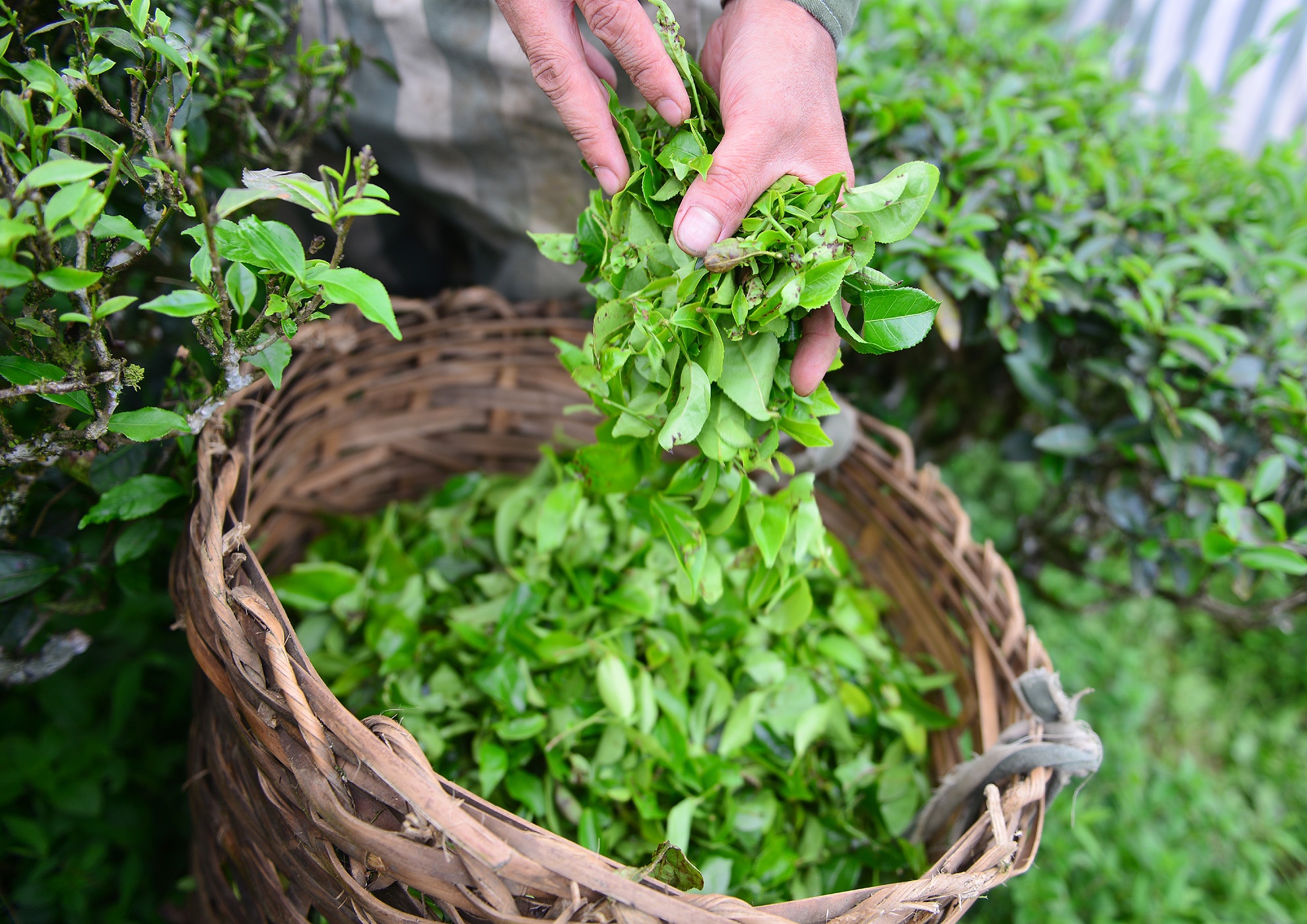 Để thành thạo kỹ thuật hái chè, mỗi phạm nhân cần từ 6 tháng đến 1 năm. 