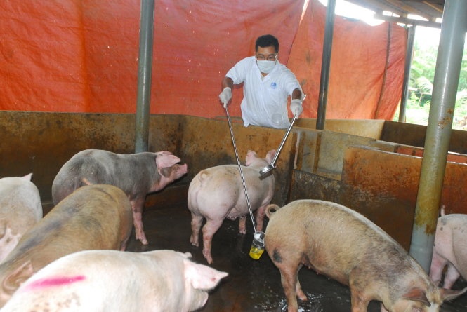 Chuyen co quan dieu tra nhung vu nuoi heo bang chat cam hinh anh