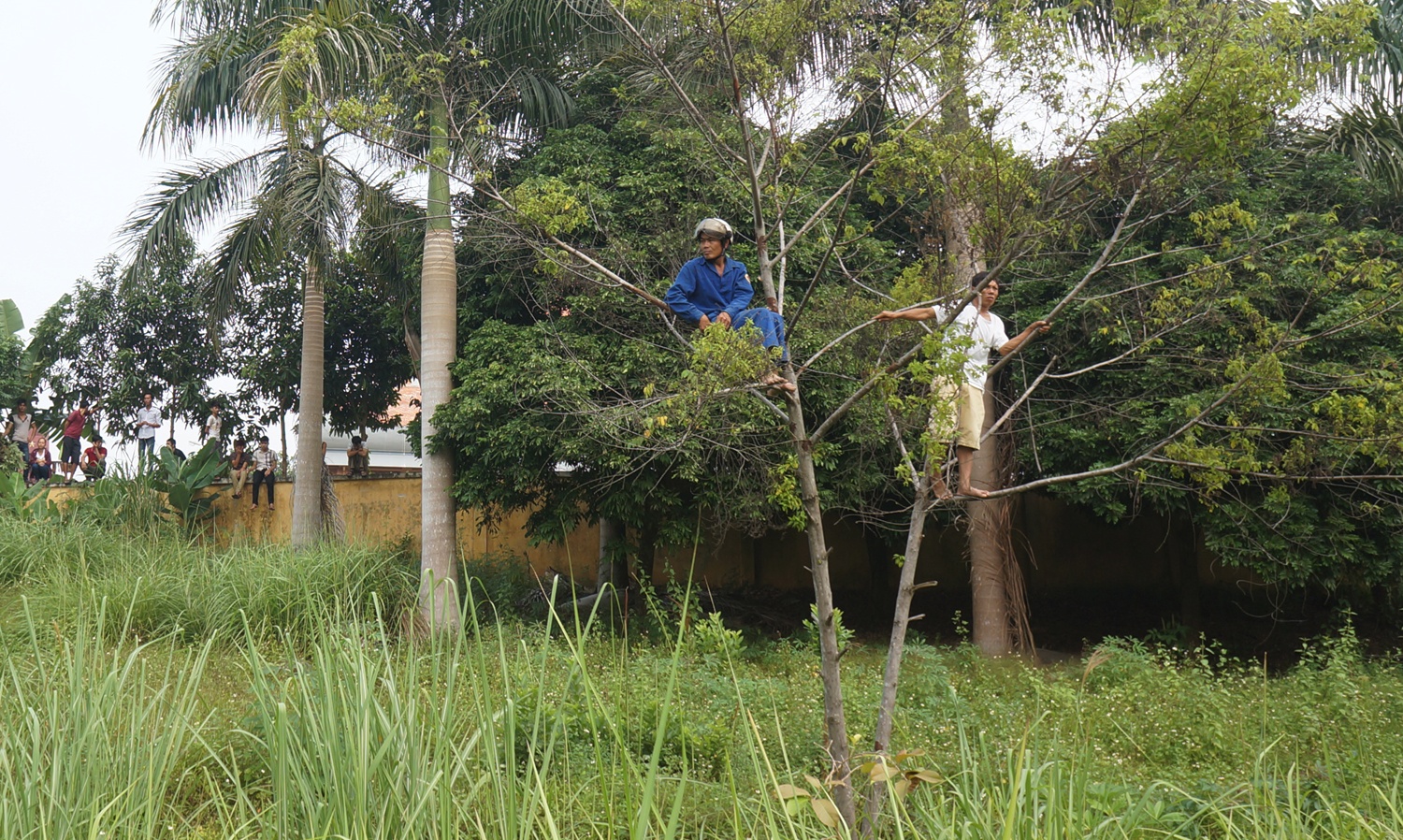 Khi thời tiết còn mát mẻ