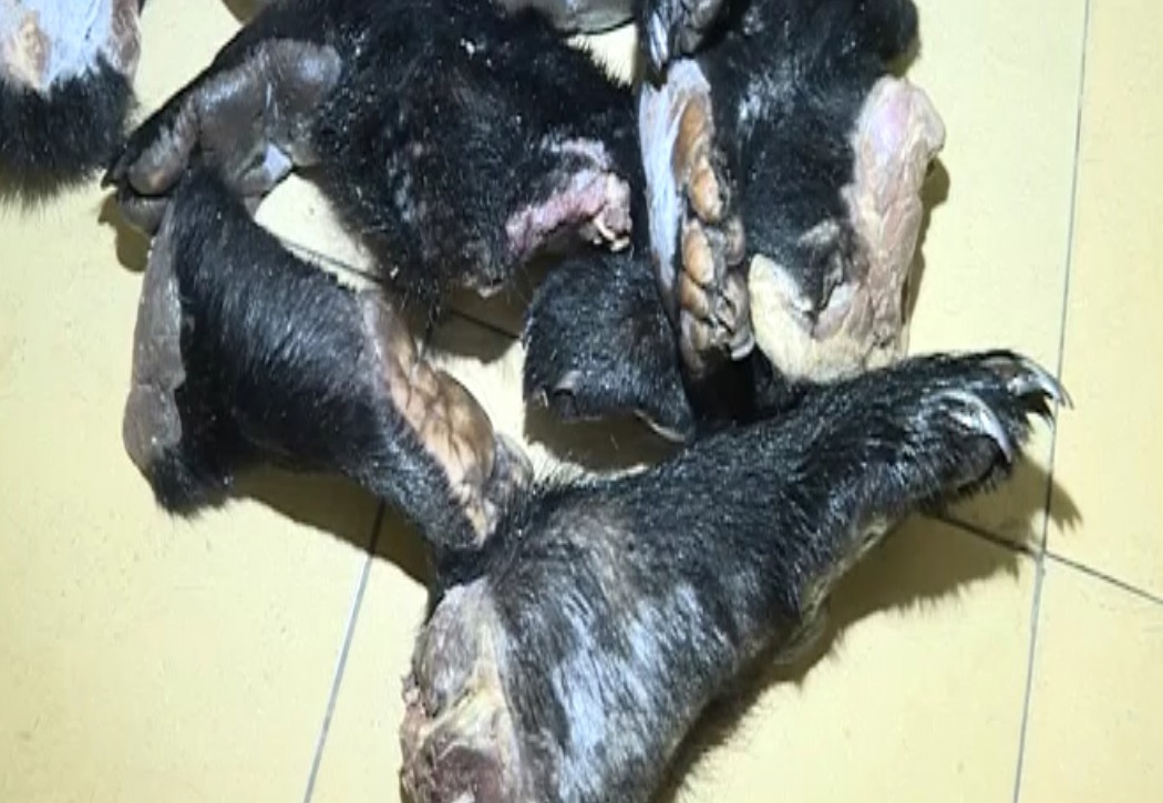 Nguoi Trung Quoc thue cho 32 chan, tay nghi cua gau hinh anh