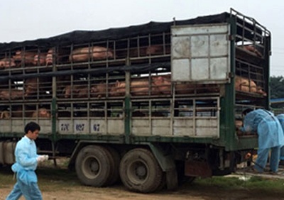 Gan 200 con lon lo mom long mong suyt duoc tieu thu hinh anh