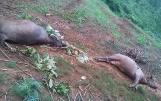 Set danh chet 6 con trau, nguoi di chan bat tinh hinh anh