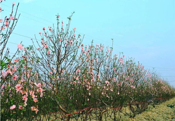 Dieu tra vu chat pha 500 goc dao o Hai Phong hinh anh