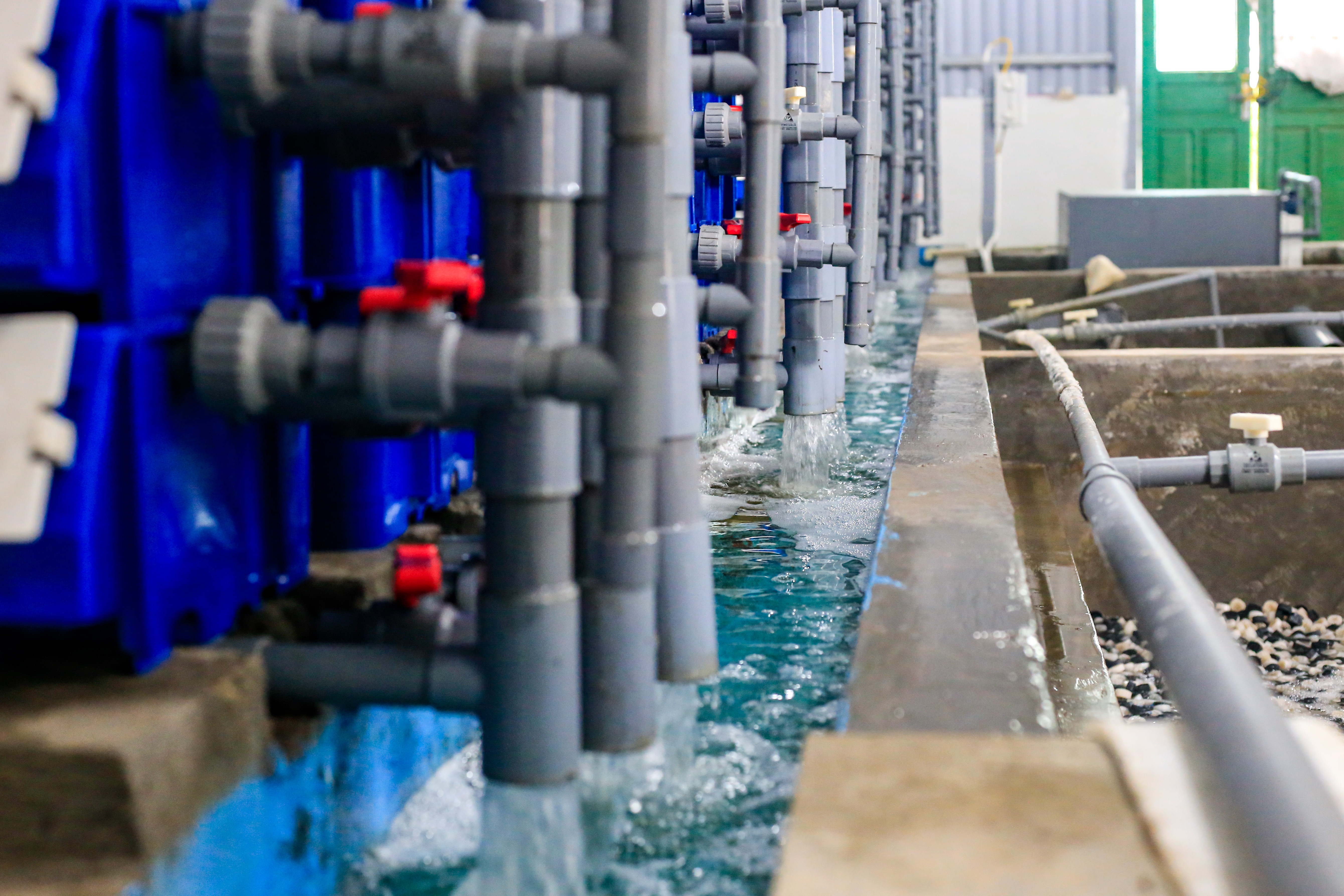 nuoi cua bien trong nha anh 5