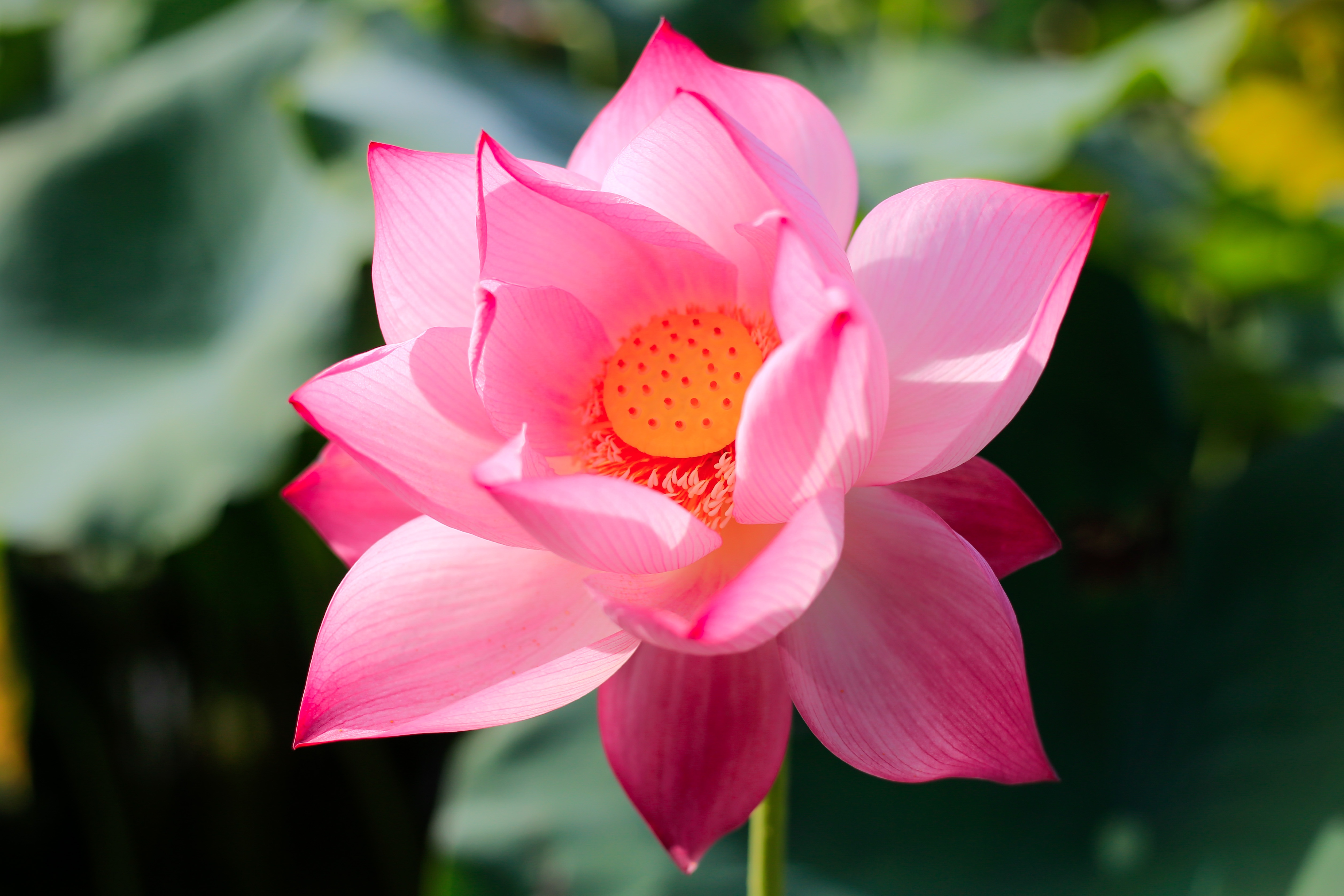 gioi tre check-in dam sen anh 2