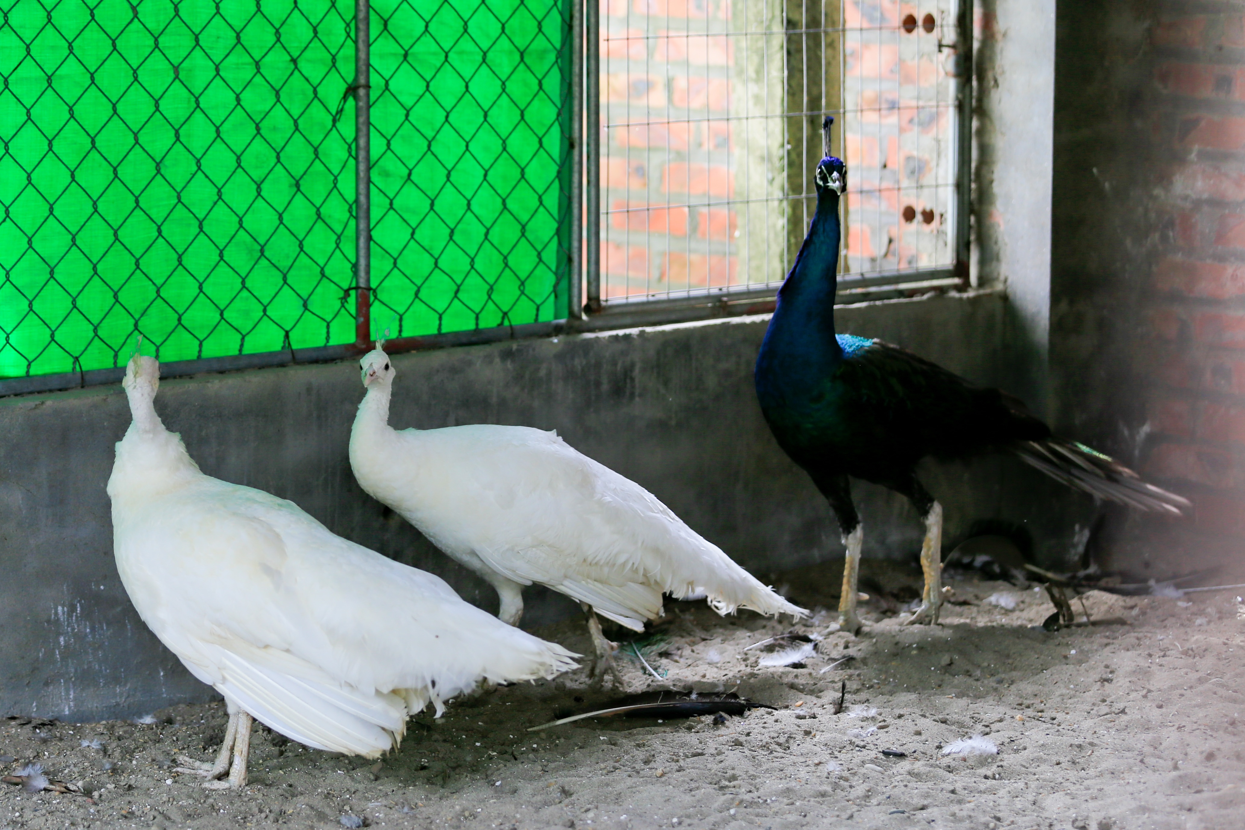 bo viec ve que nuoi chim cong anh 3