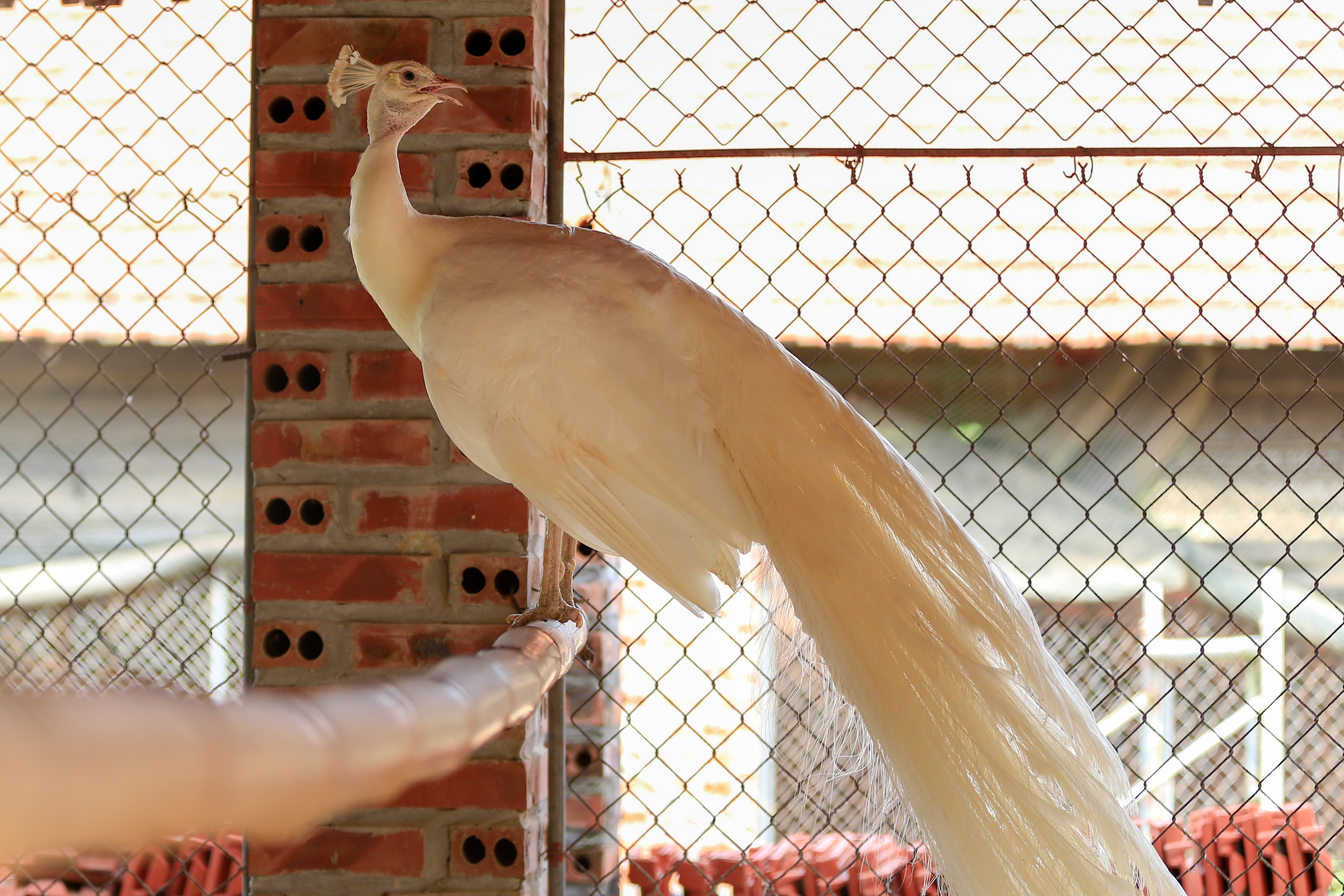 bo viec ve que nuoi chim cong anh 11