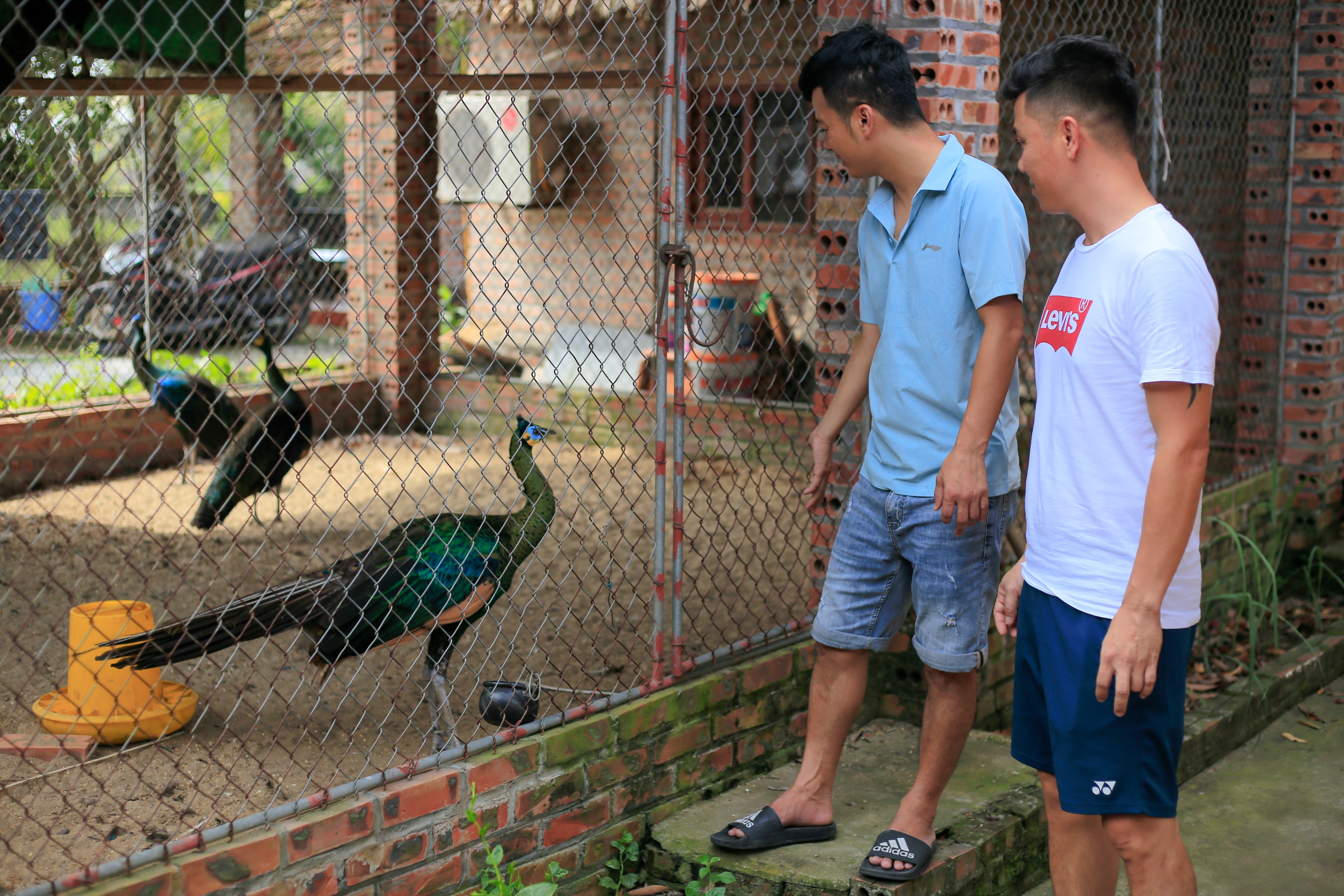 bo viec ve que nuoi chim cong anh 12