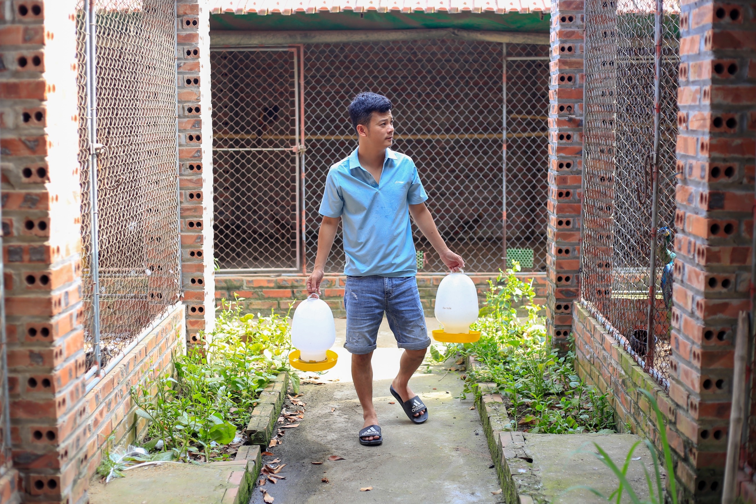 bo viec ve que nuoi chim cong anh 2