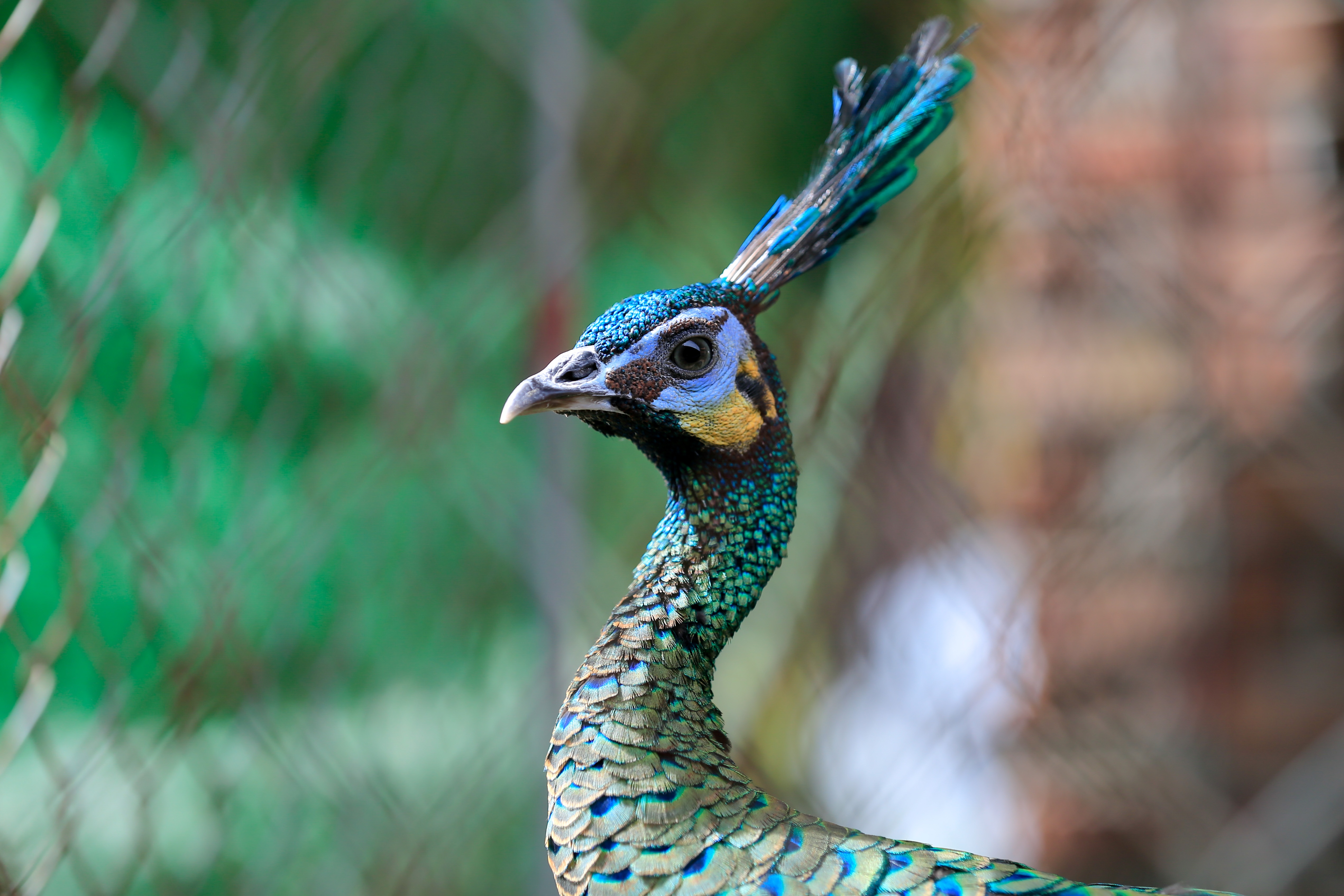 bo viec ve que nuoi chim cong anh 9