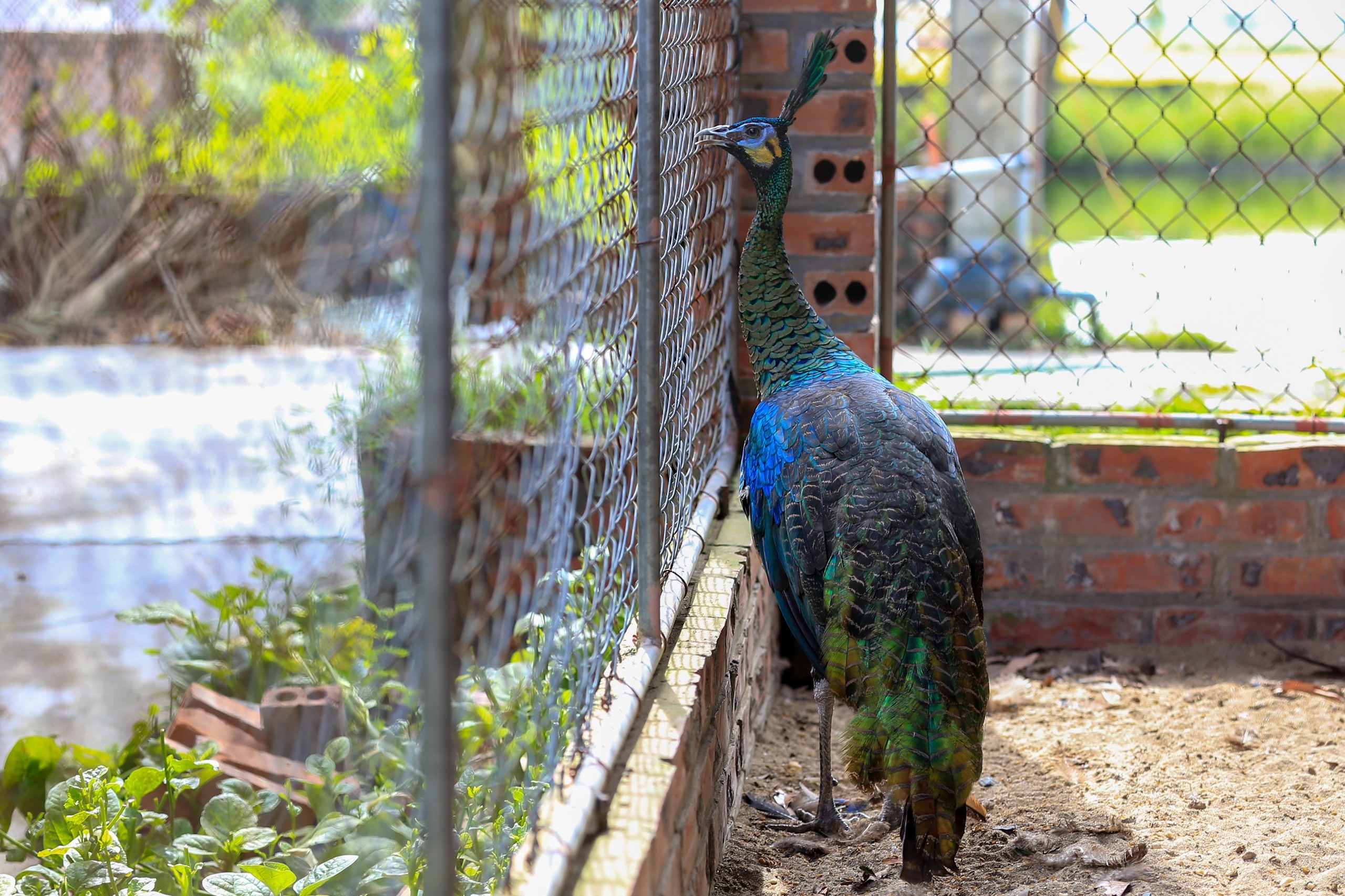 bỏ việc về quê nuôi chim công ảnh 10 bo viec ve que nuoi chim cong anh 10