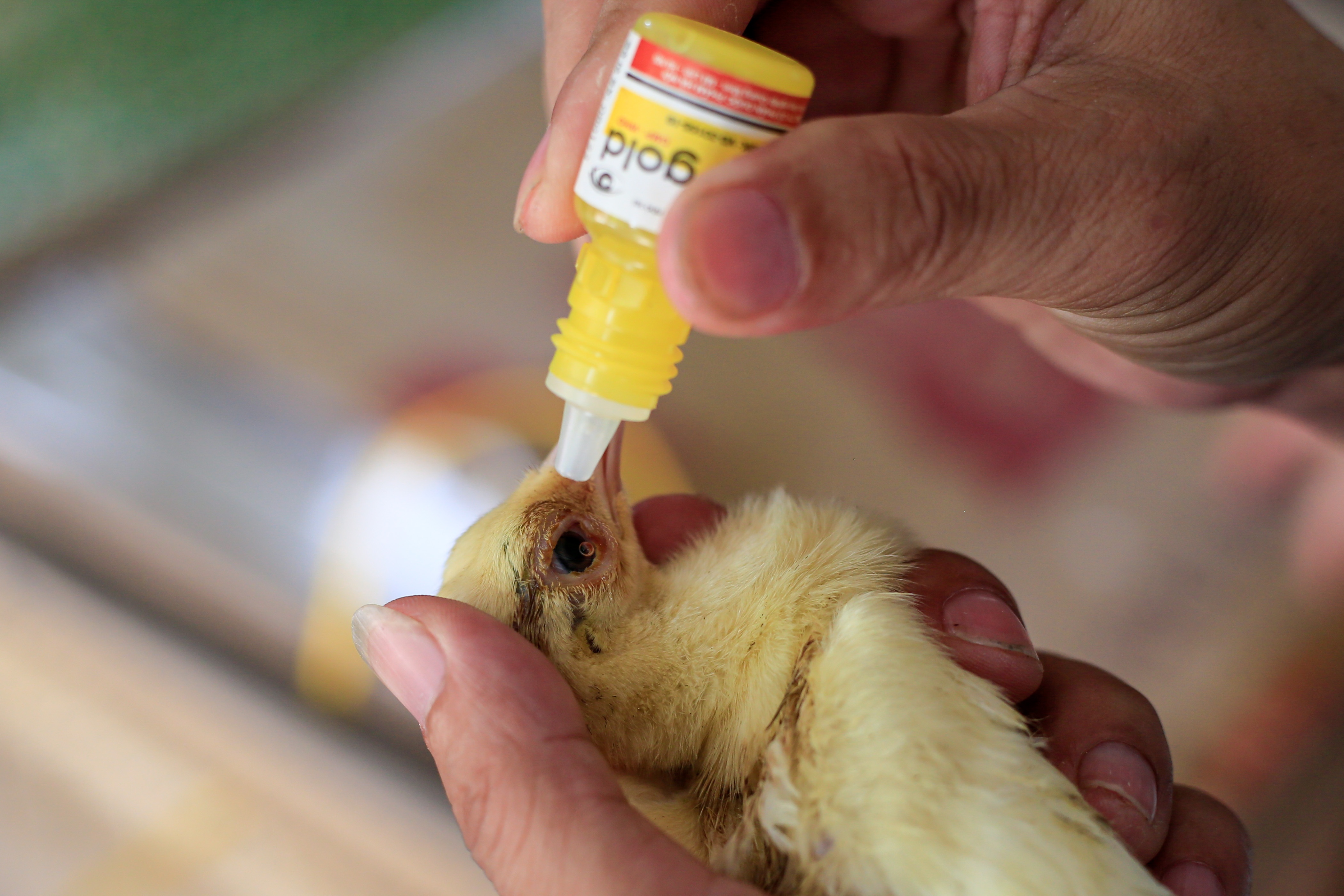 bo viec ve que nuoi chim cong anh 7