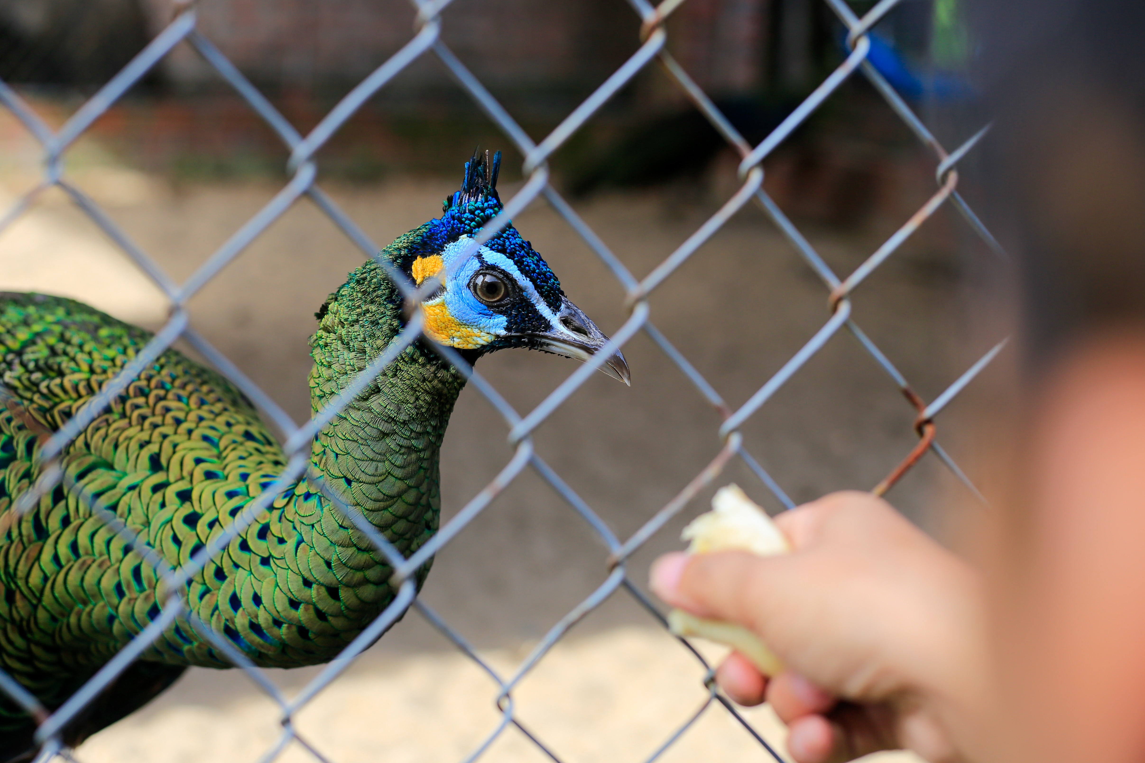 Chang trai bo viec ve que lap trang trai nuoi chim cong hinh anh