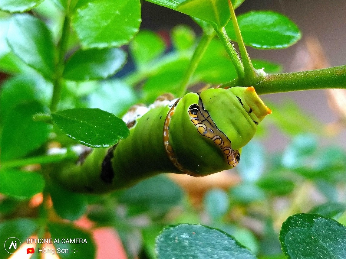 nguoi dung danh gia Bphone 2017 sau 1 nam anh 10