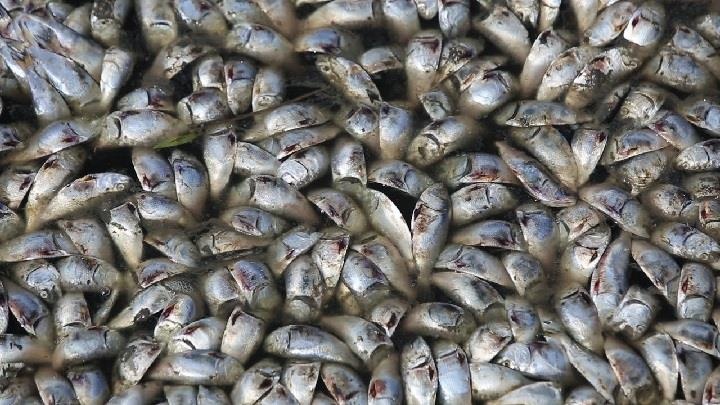 mui hoi nho lau anh 2