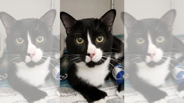 meo chui trong may giat anh 1