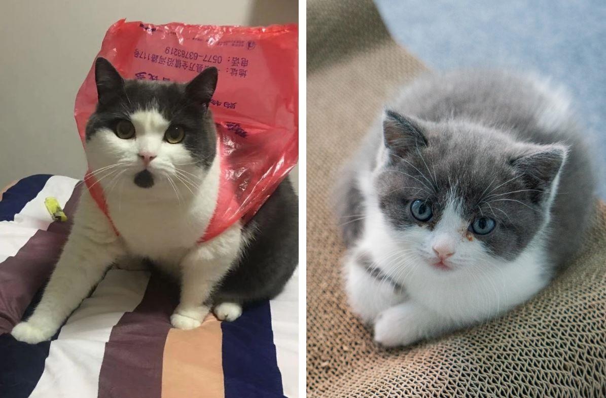 Mat 35.000 USD tao ra ban sao meo cung qua co hinh anh