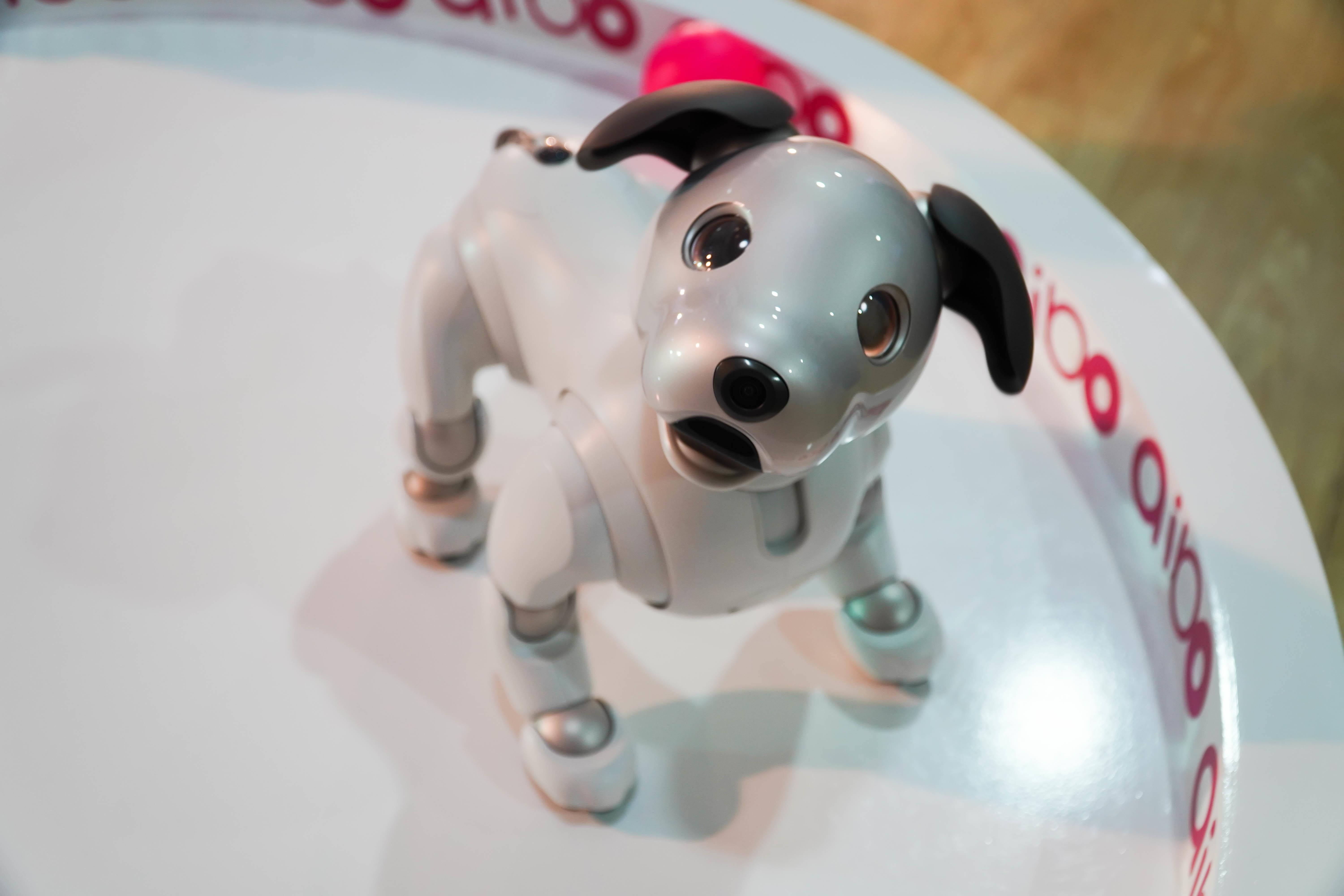 Sony mang cho robot thong minh Aibo den Ha Noi hinh anh