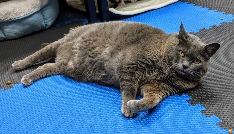 Chu meo 11 kg tap the duc giam beo gay bao Internet hinh anh