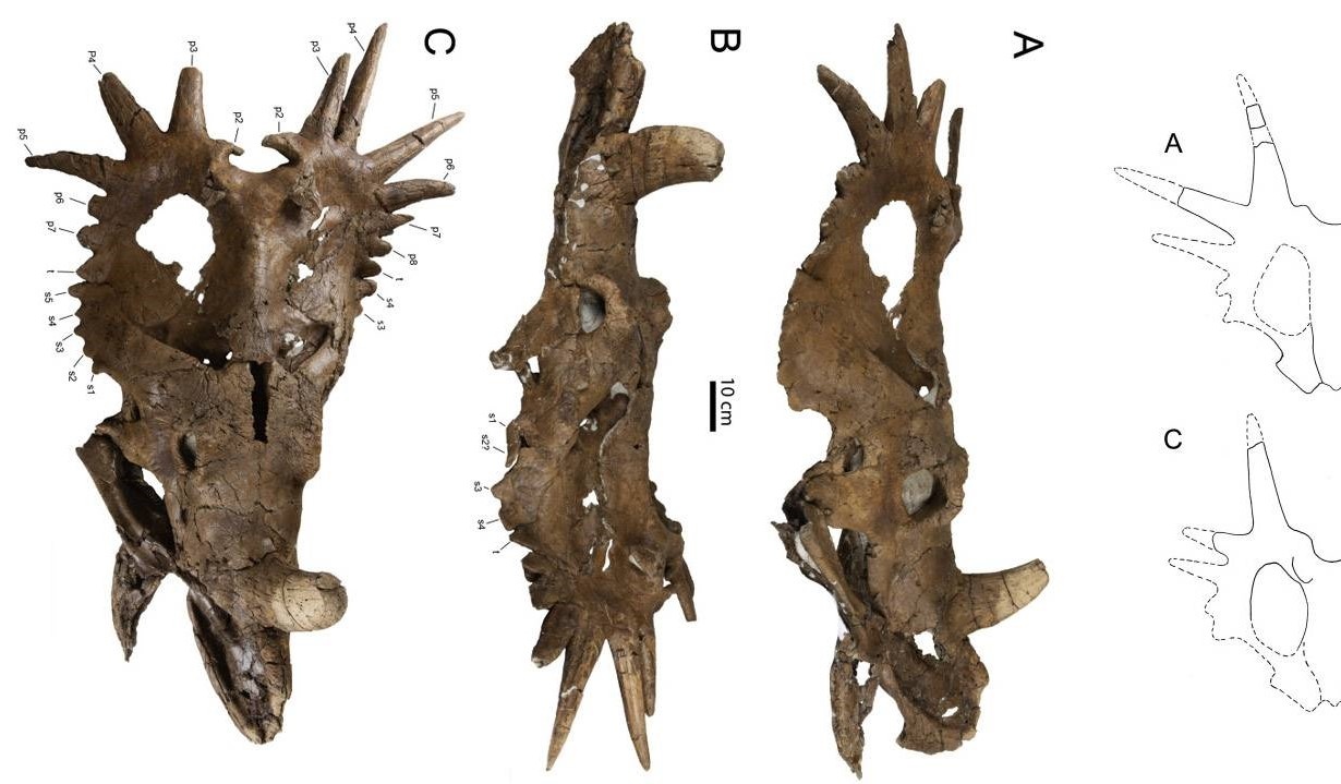 khủng long 2 mặt ảnh 1 khung long 2 mat anh 1