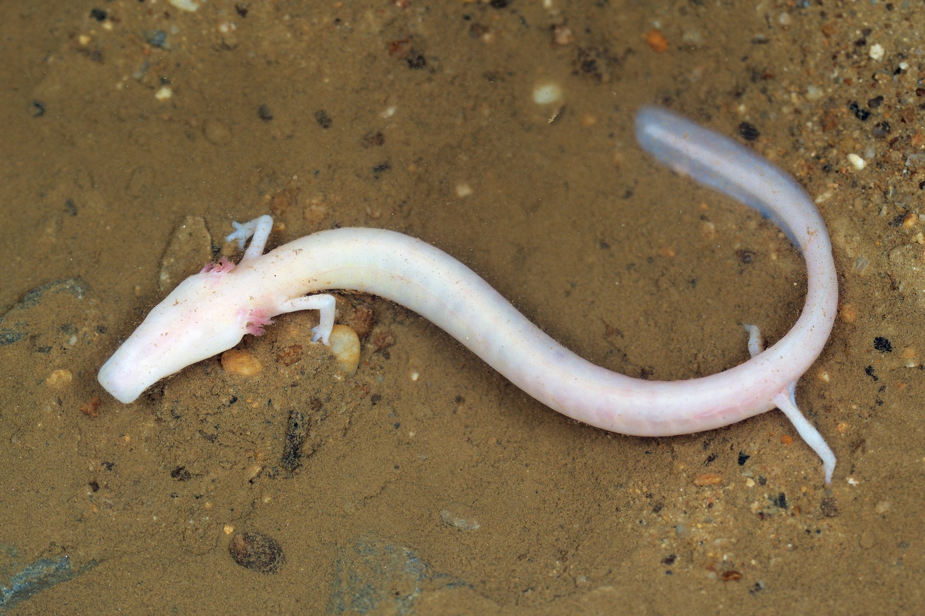 Phat hien loai vat 7 nam khong nhuc nhich, 10 nam an mot lan hinh anh