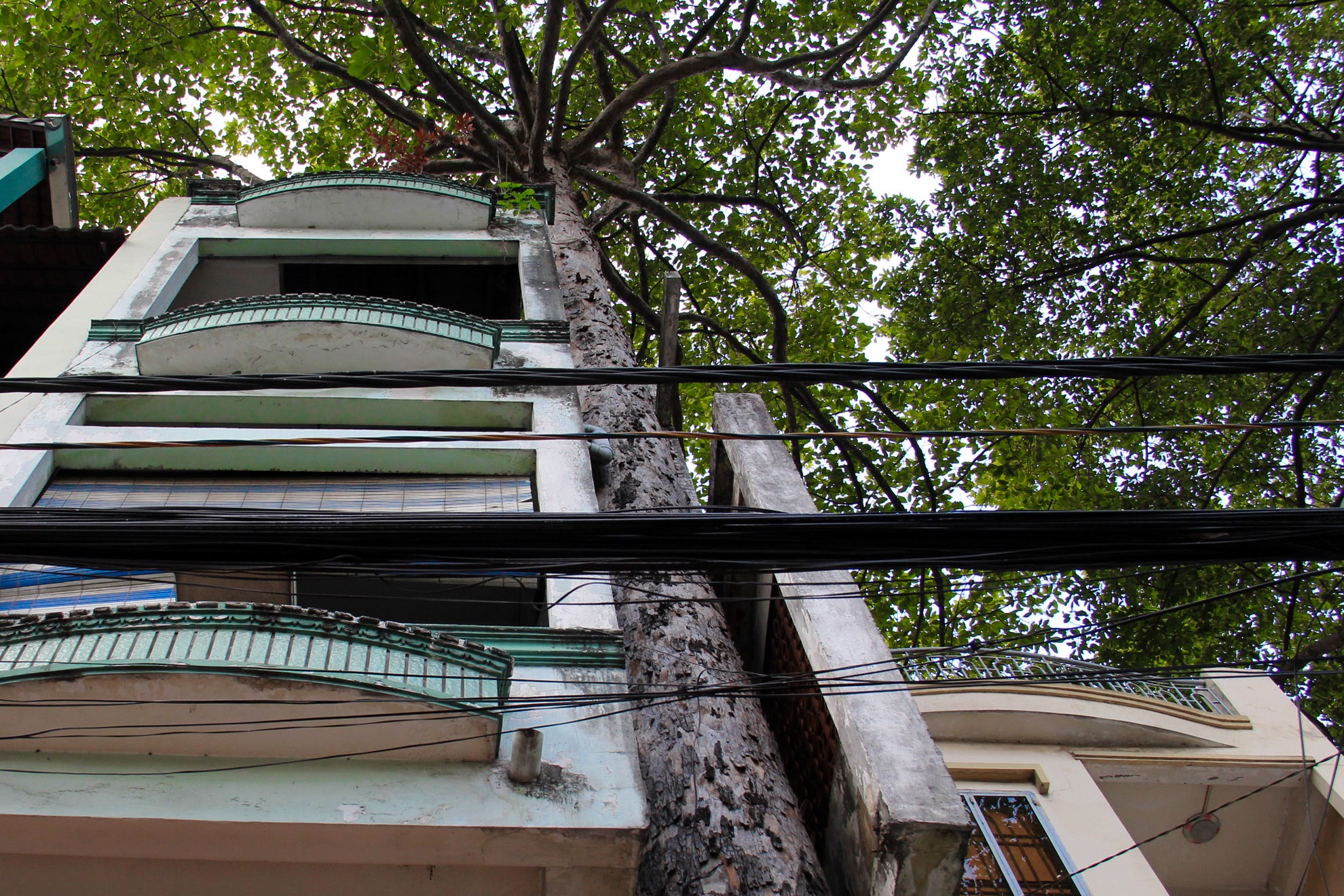 Hang chuc cay co thu o Sai Gon bi 'nhot' vao nha hinh anh