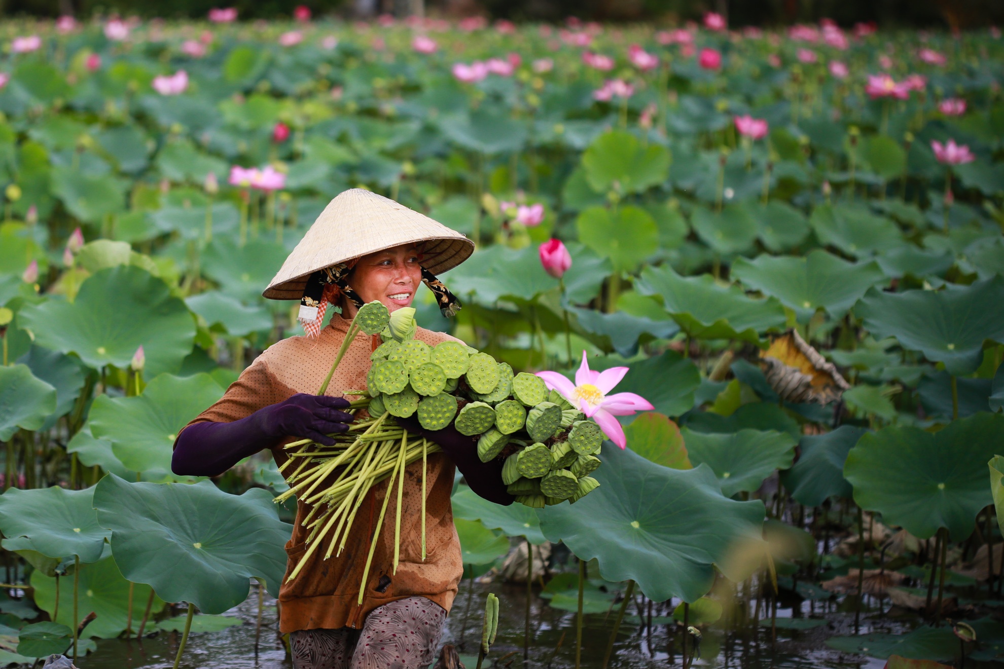 Dam sen no ruc tai TP HCM hinh anh