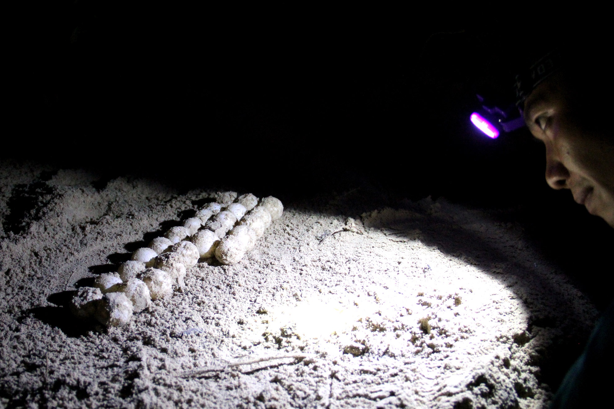 Mua rua bien de trung tren Vuon Quoc gia Con Dao hinh anh