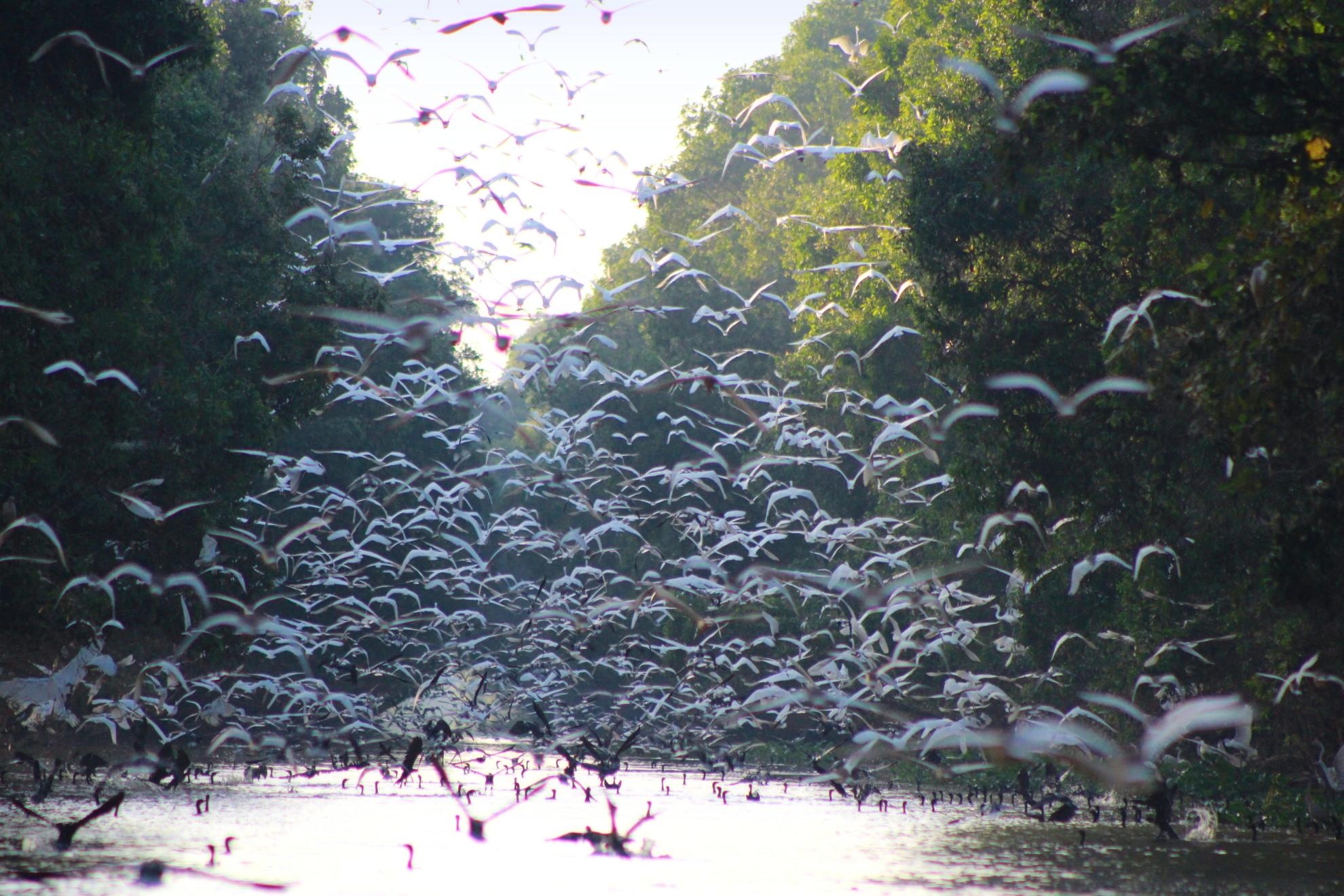 Hàng vạn cánh cò, vạc cùng tung cánh khi ánh bình minh vừa chiếu sáng.