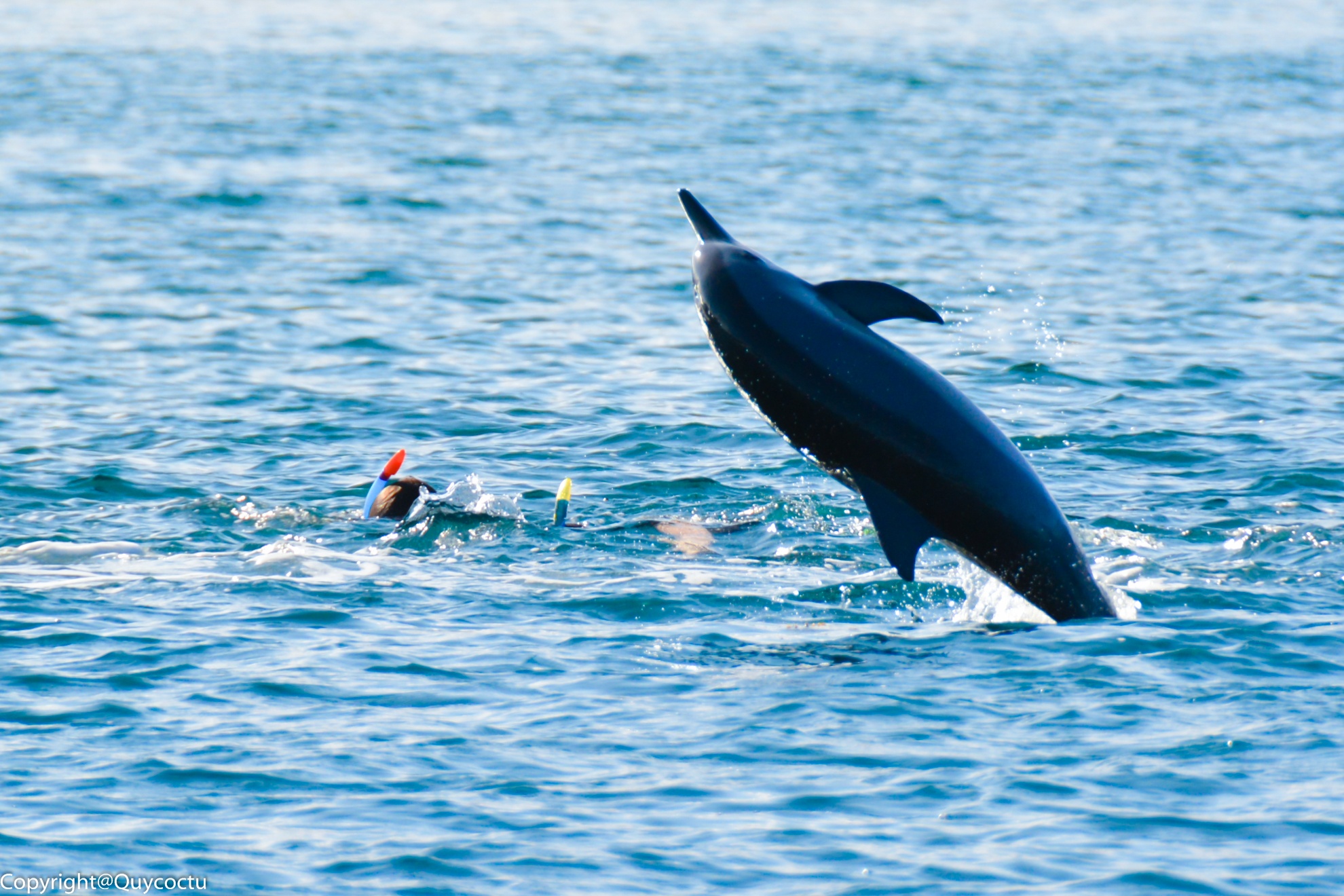 Boi cung ca heo o An Do Duong hinh anh