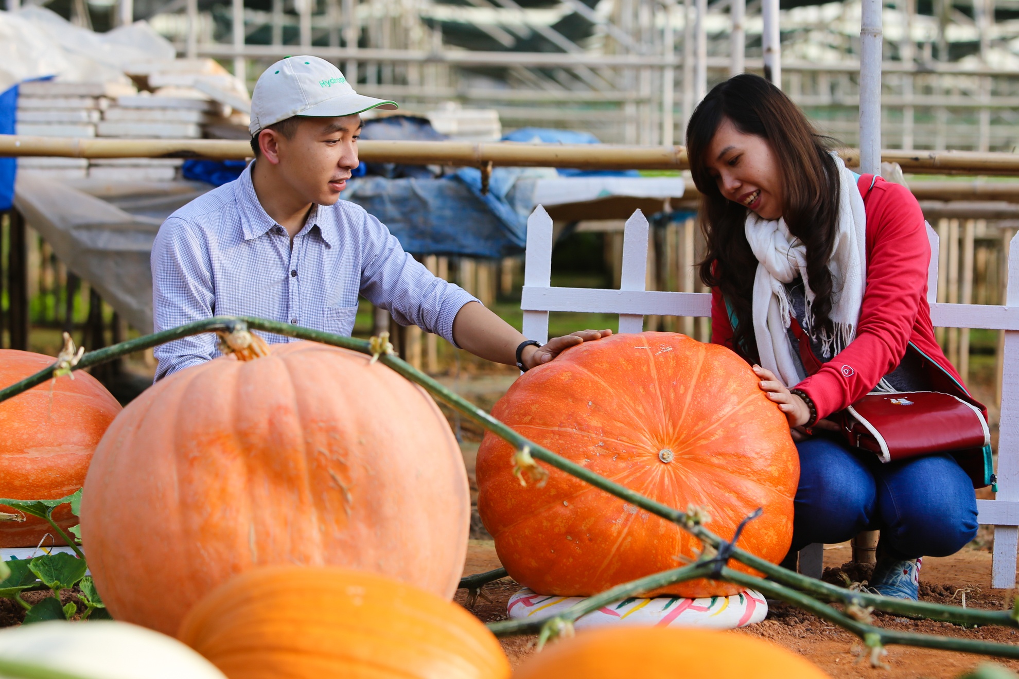 Nong trai bi ngo khong lo hiem co o Viet Nam hinh anh