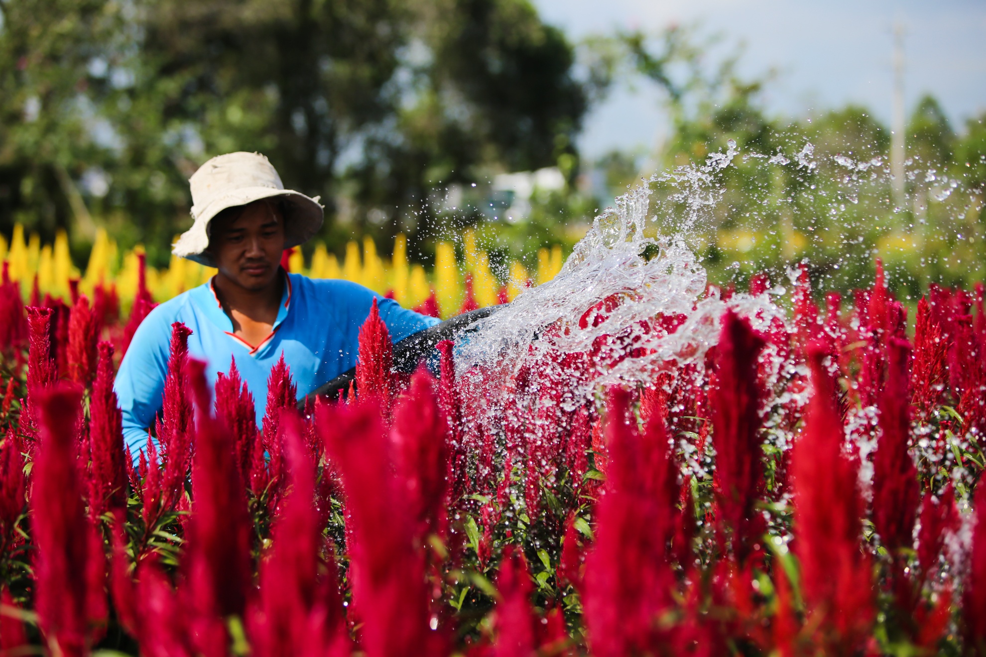 Hoa kieng mien Tay ve cho Tet hinh anh