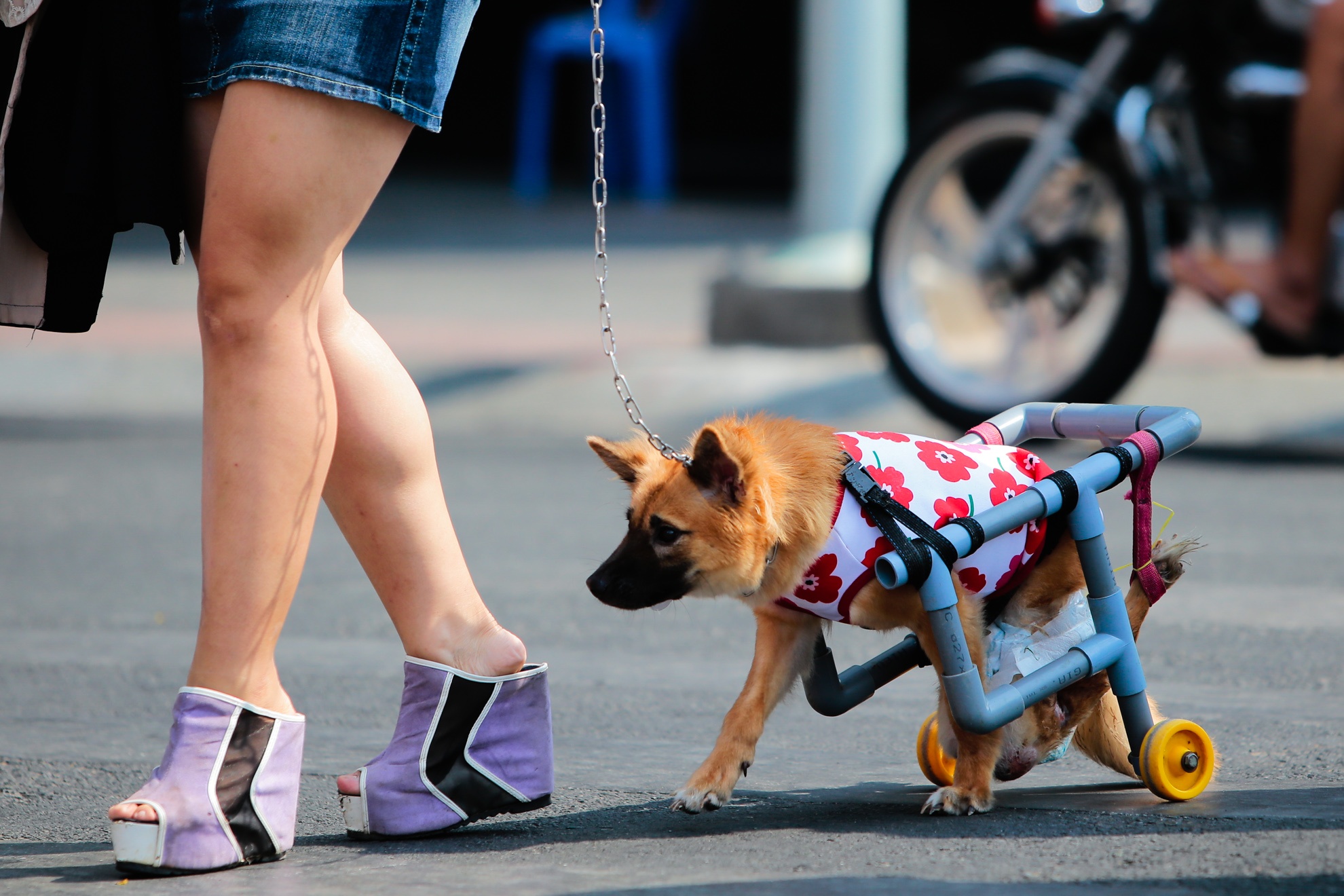 Nguoi Sai Gon lam xe lan cho cun yeu hinh anh