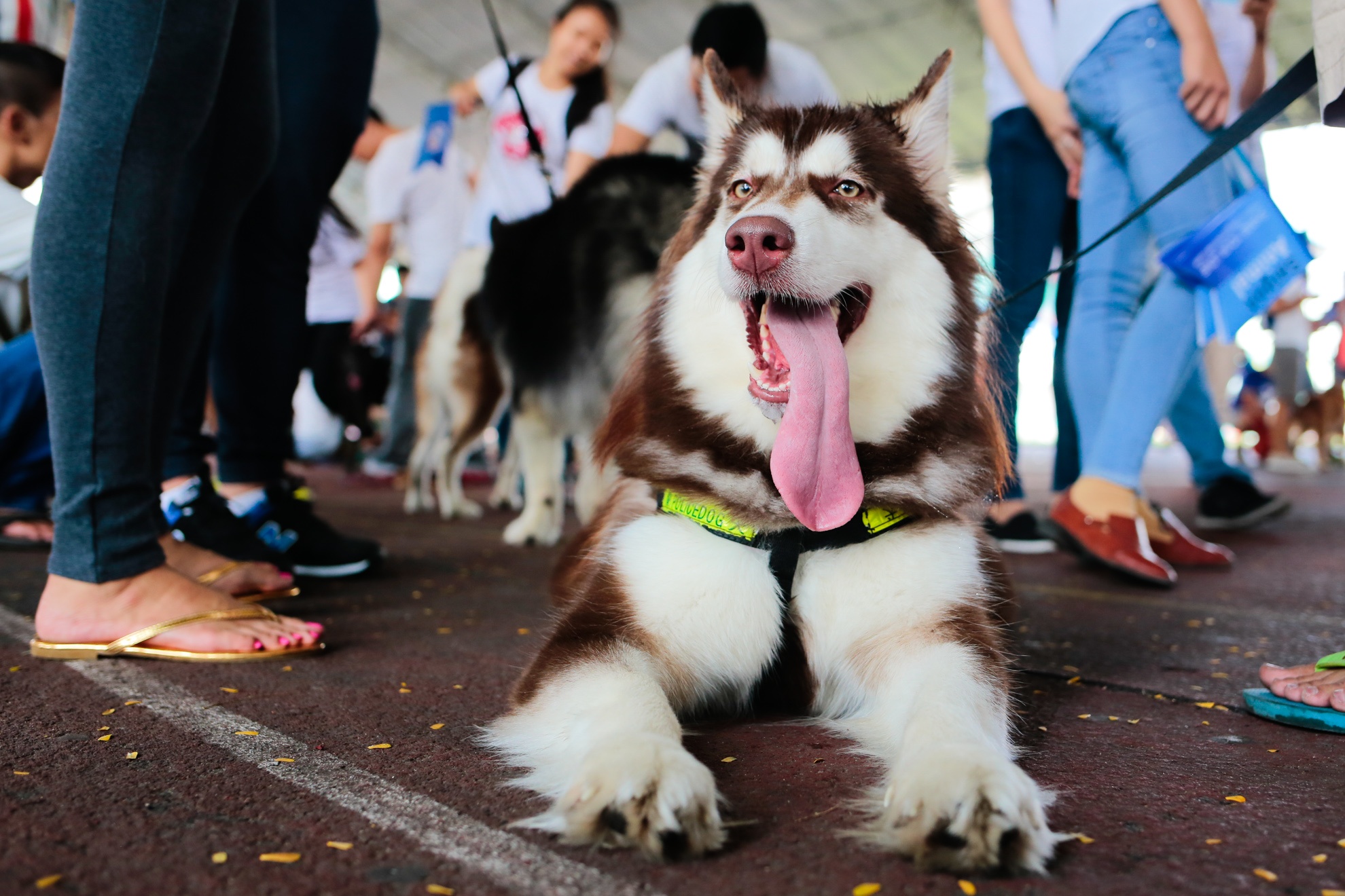 dieu hanh bao ve cho anh 8