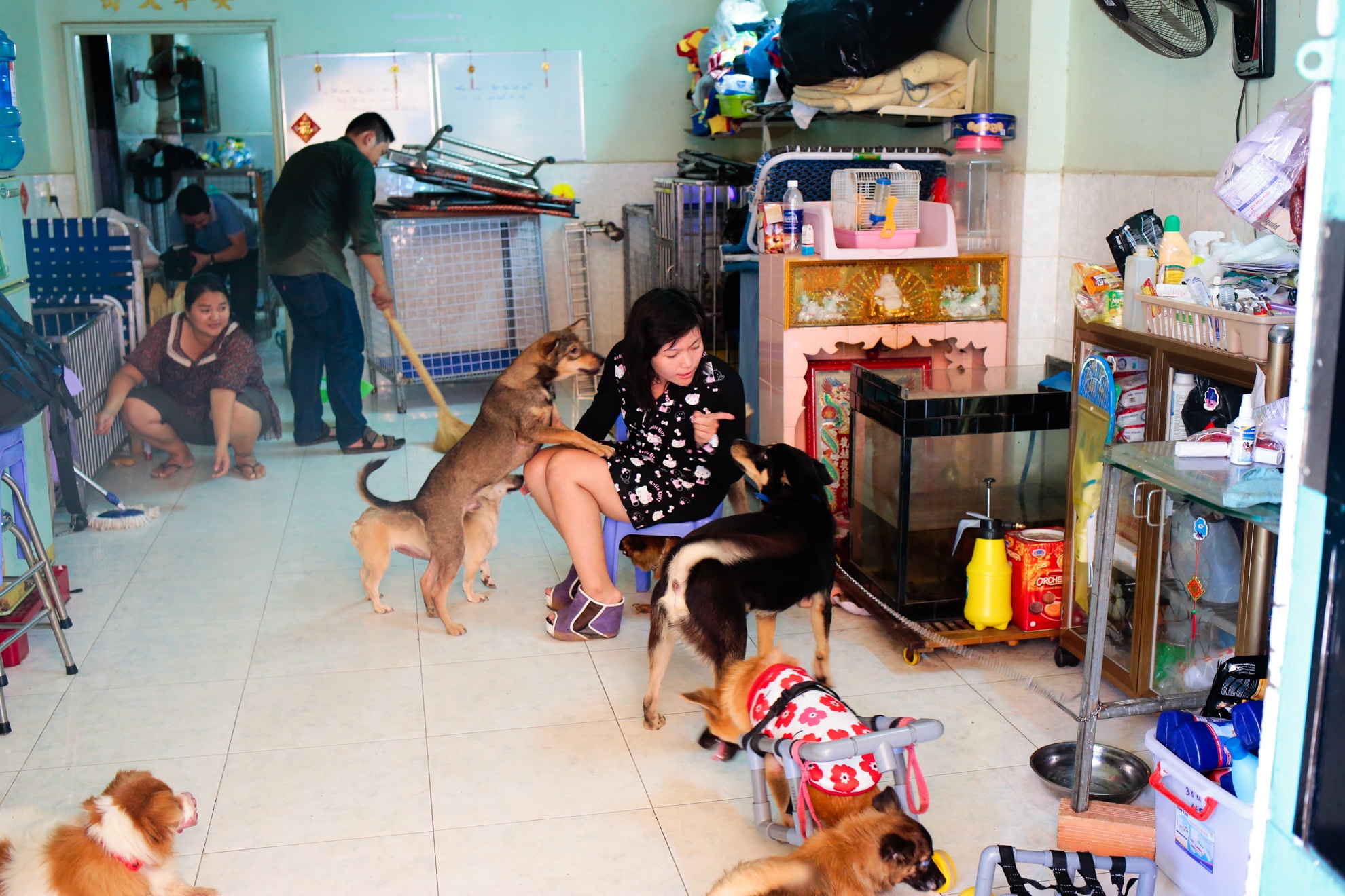 cứu hộ chó mèo ảnh 2 cuu ho cho meo anh 2