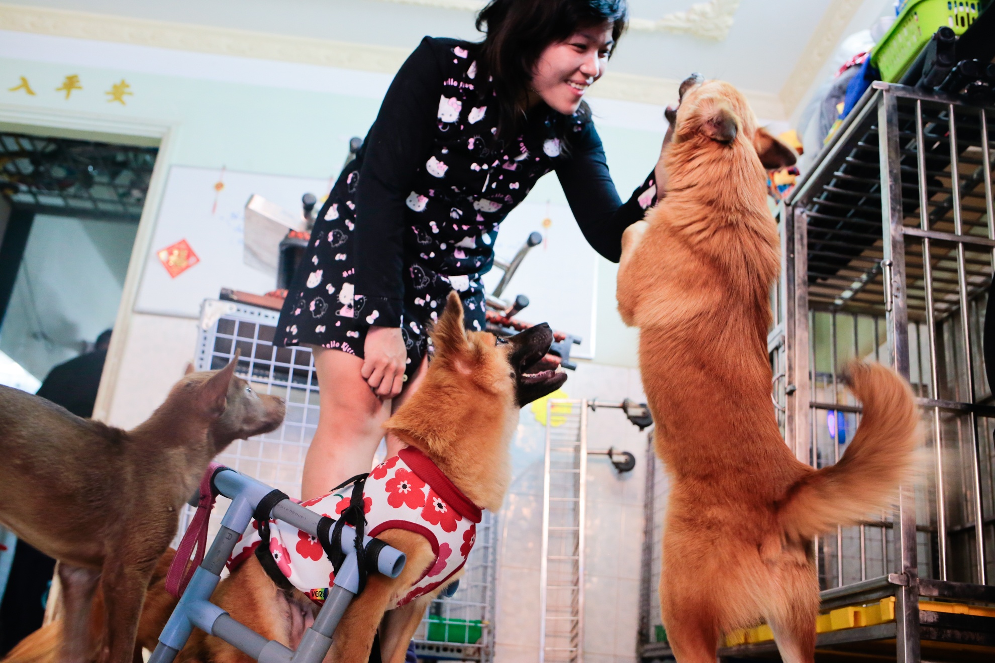 cứu hộ chó mèo ảnh 3 cuu ho cho meo anh 3