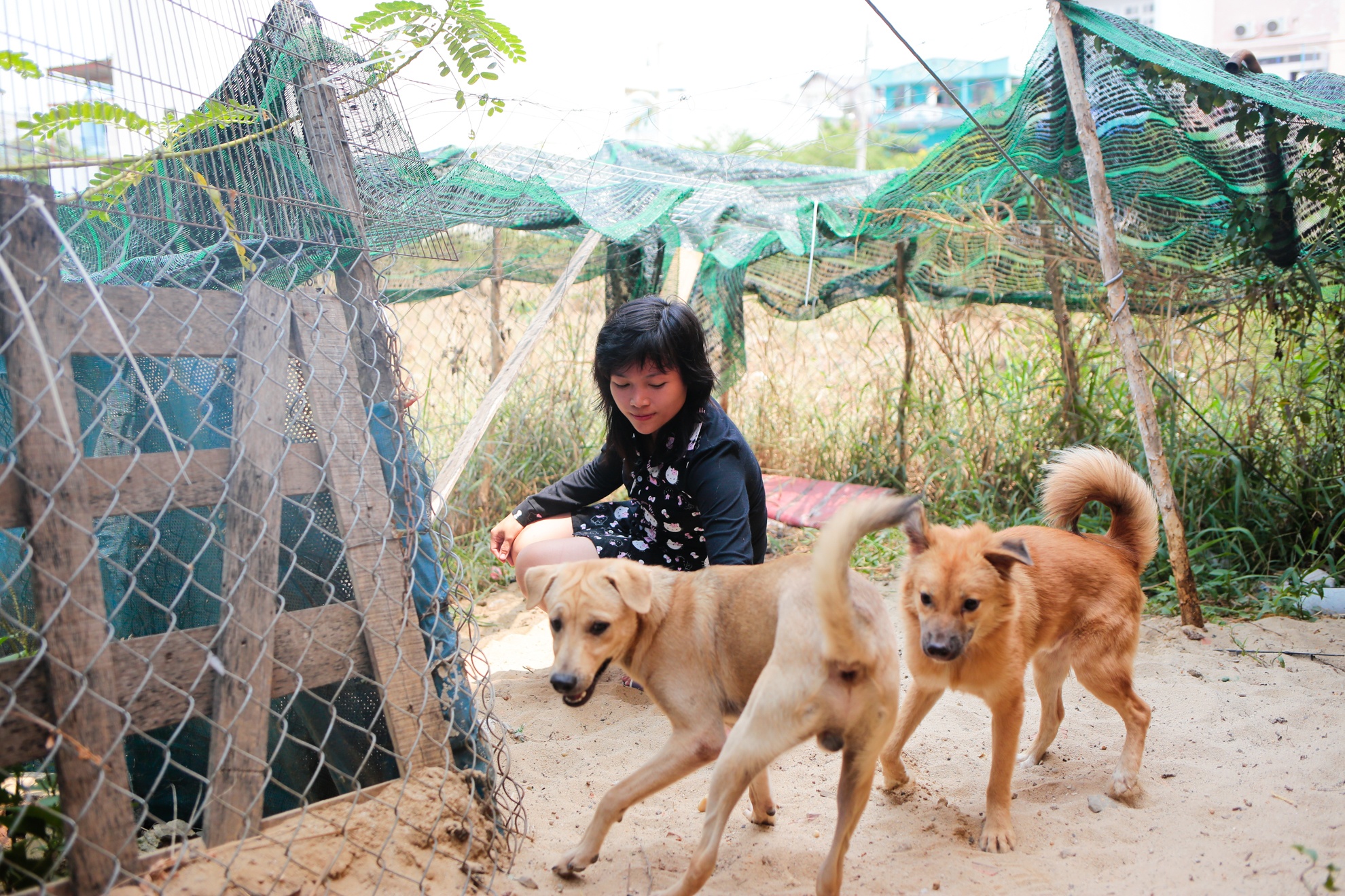 cứu hộ chó mèo ảnh 5 cuu ho cho meo anh 5