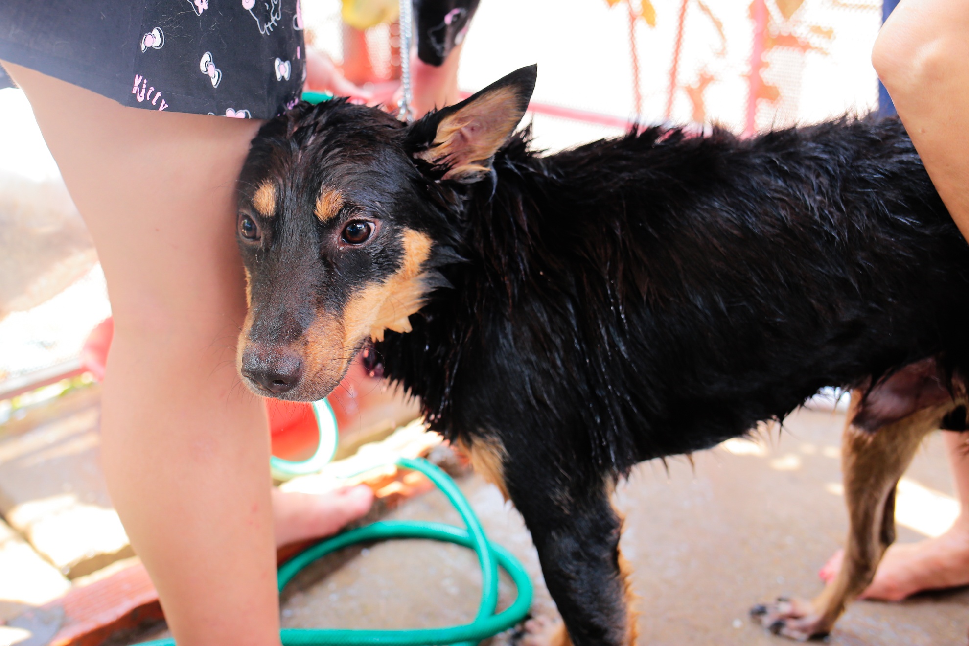 cứu hộ chó mèo ảnh 6 cuu ho cho meo anh 6