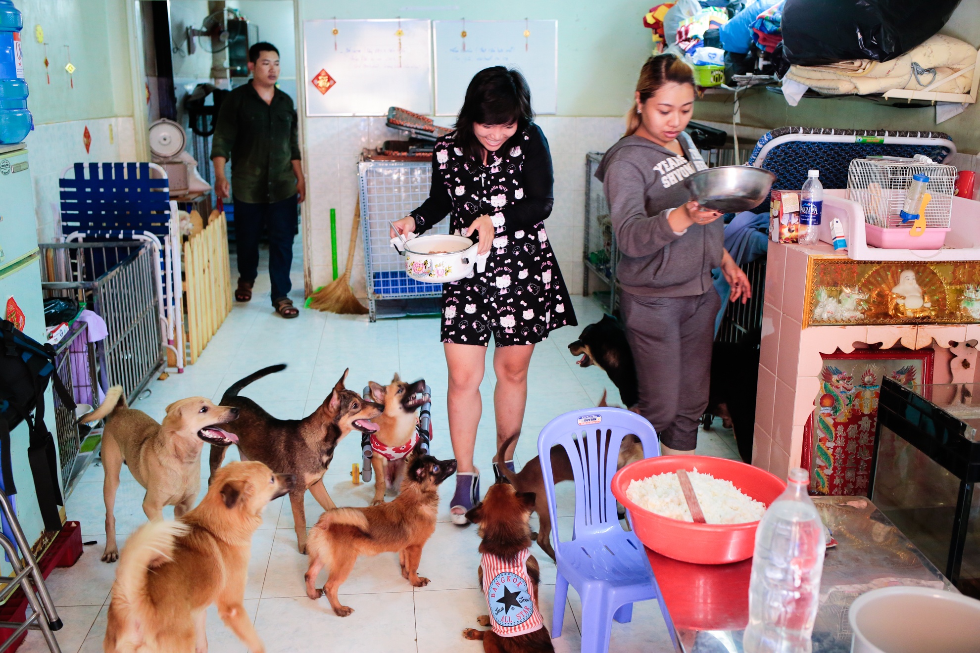 cứu hộ chó mèo ảnh 7 cuu ho cho meo anh 7