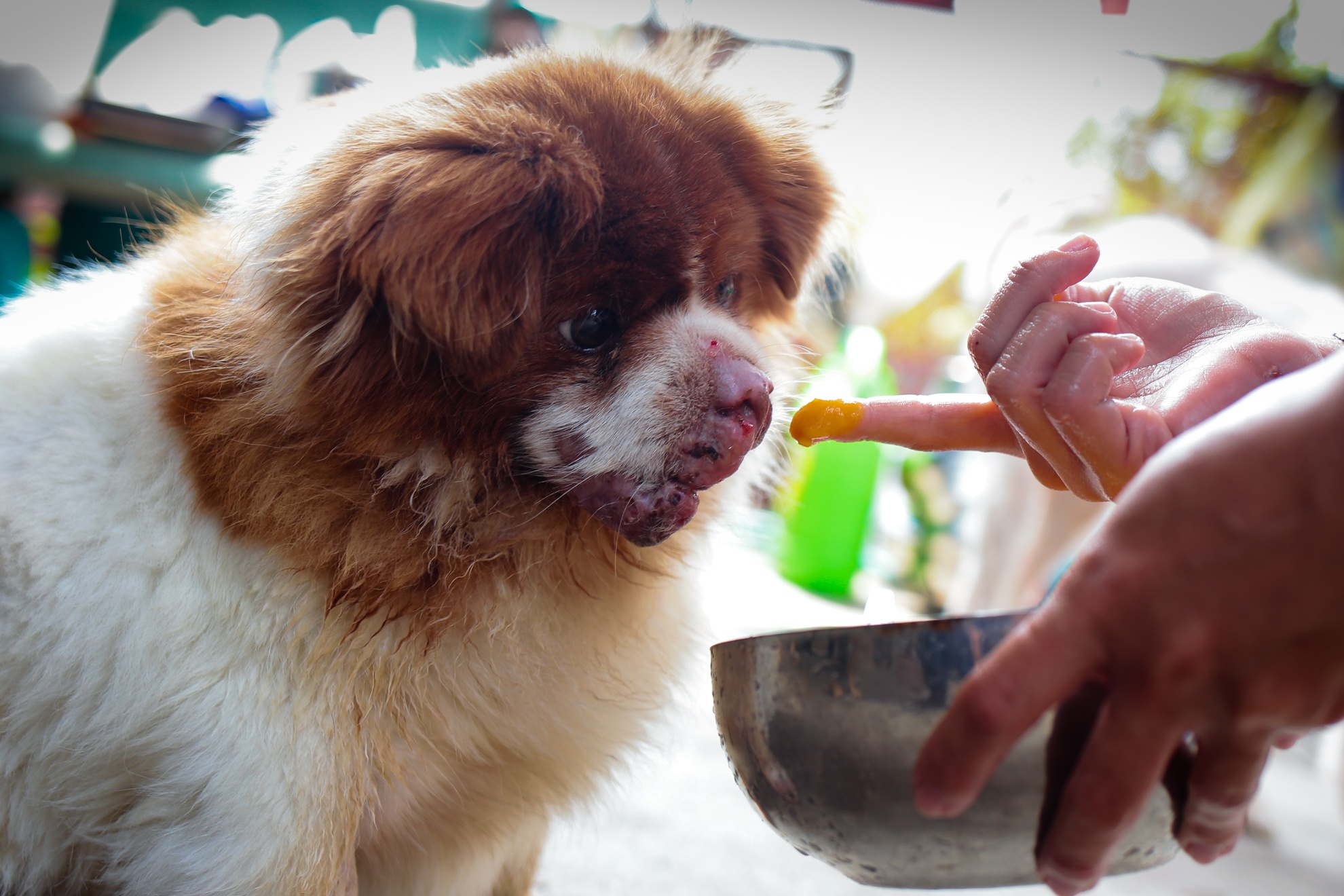 cứu hộ chó mèo ảnh 9 cuu ho cho meo anh 9