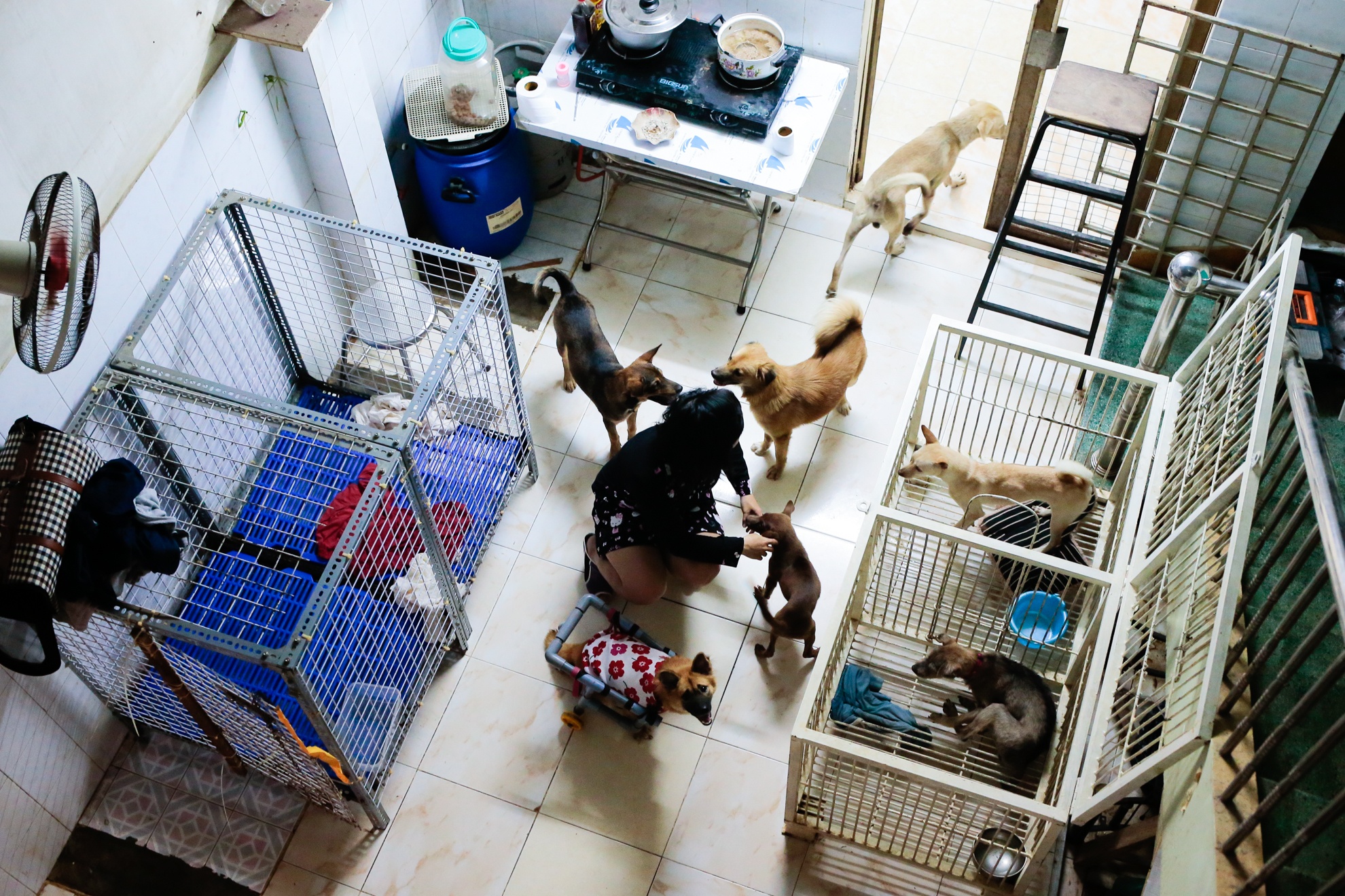 cứu hộ chó mèo ảnh 1 cuu ho cho meo anh 1