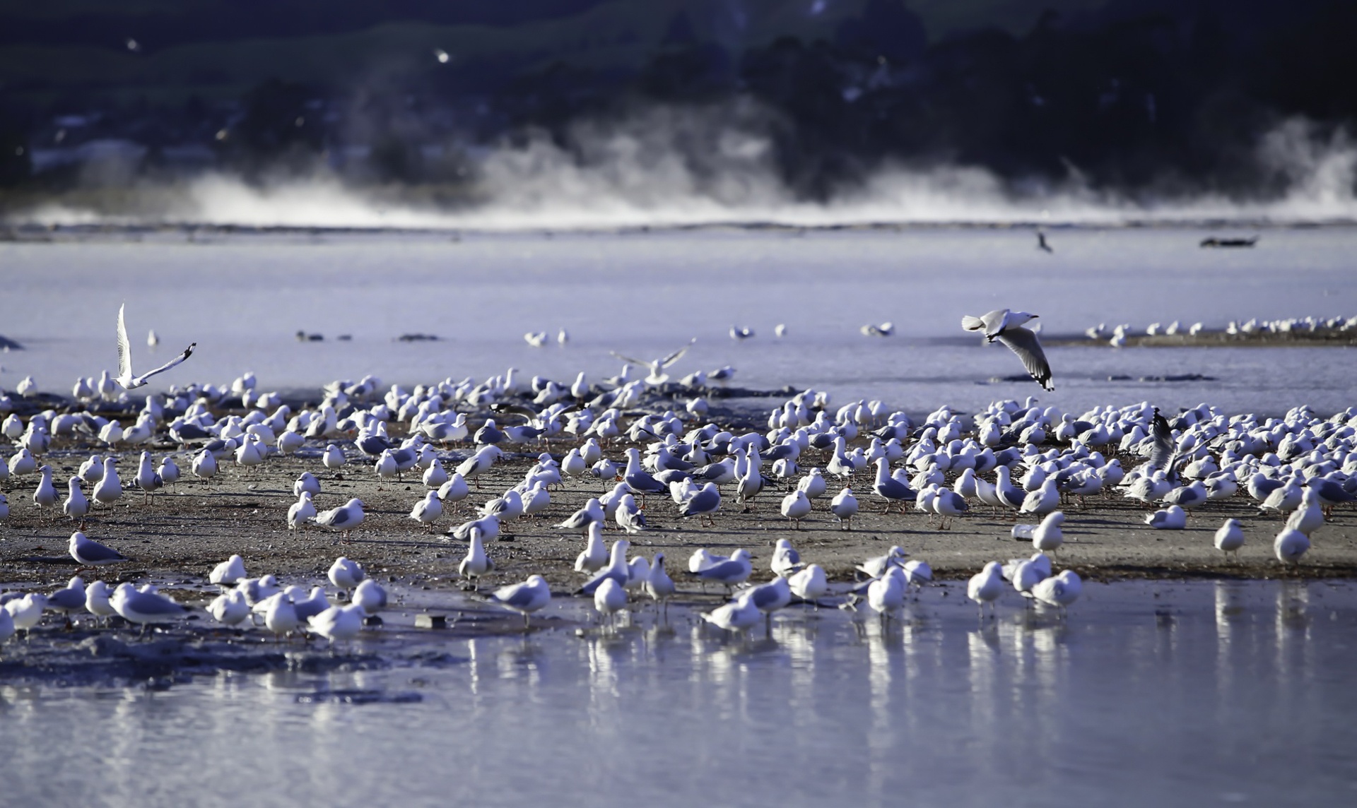 rotorua thanh pho nui lua anh 15