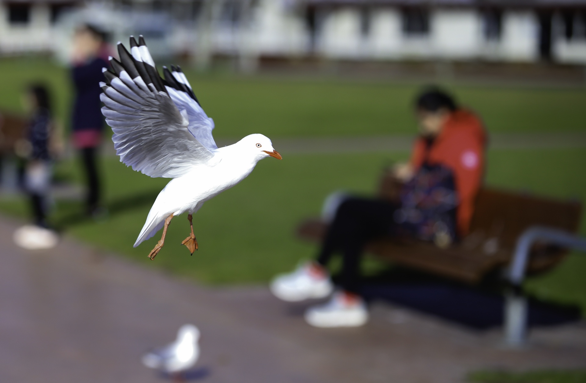 rotorua thanh pho nui lua anh 4