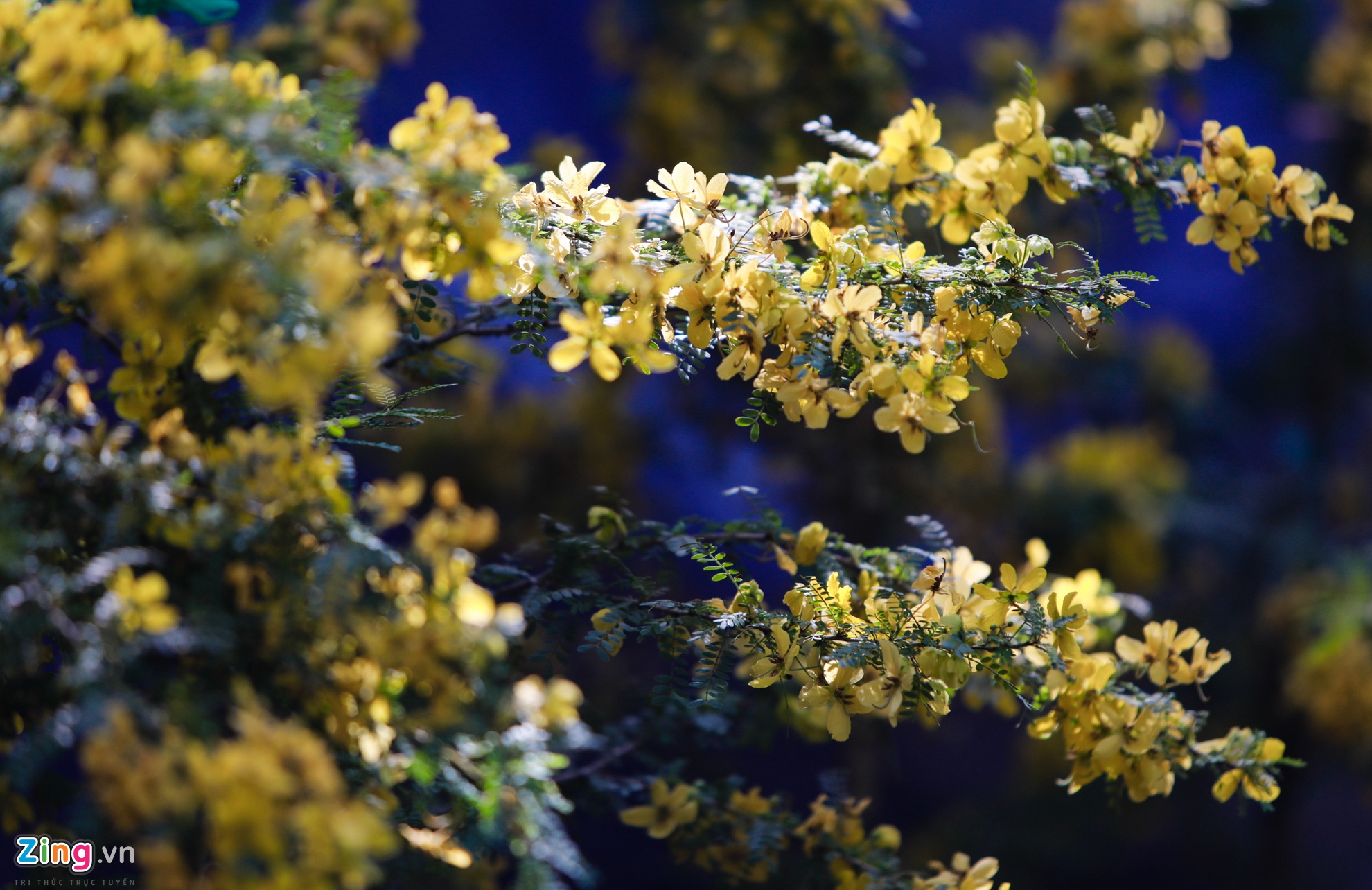 Cho hoa ngay tet nguyen dan anh 10