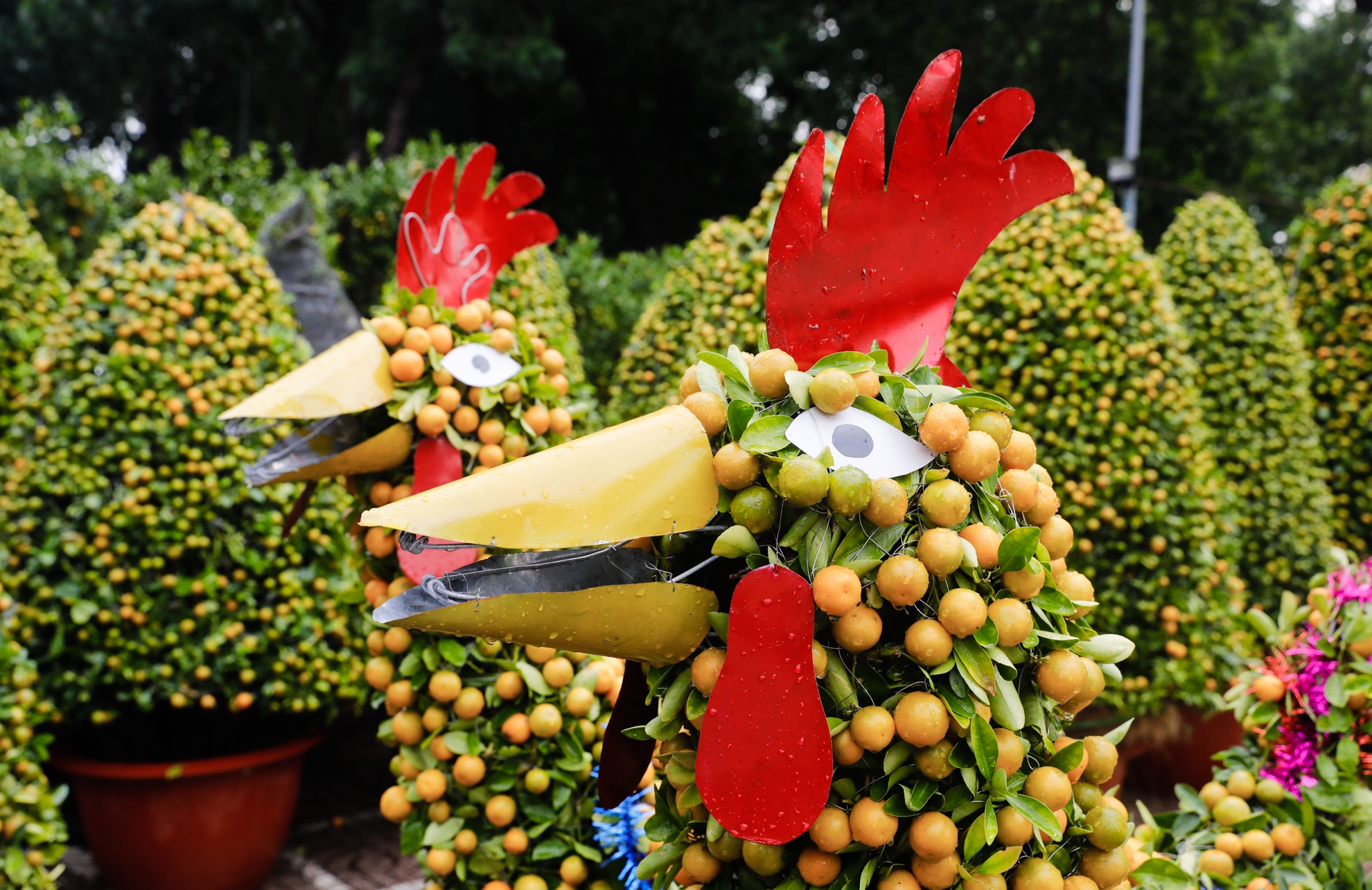 Tac hinh ga rao ban 4 trieu nhung nha vuon van lo lo von hinh anh