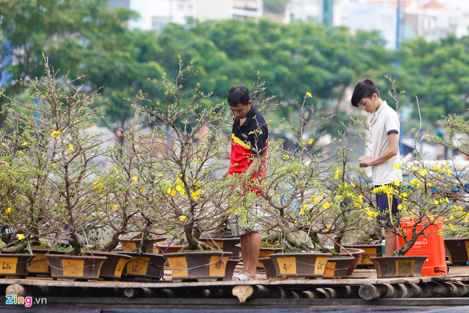 hoa kieng tren ben binh dong anh 11